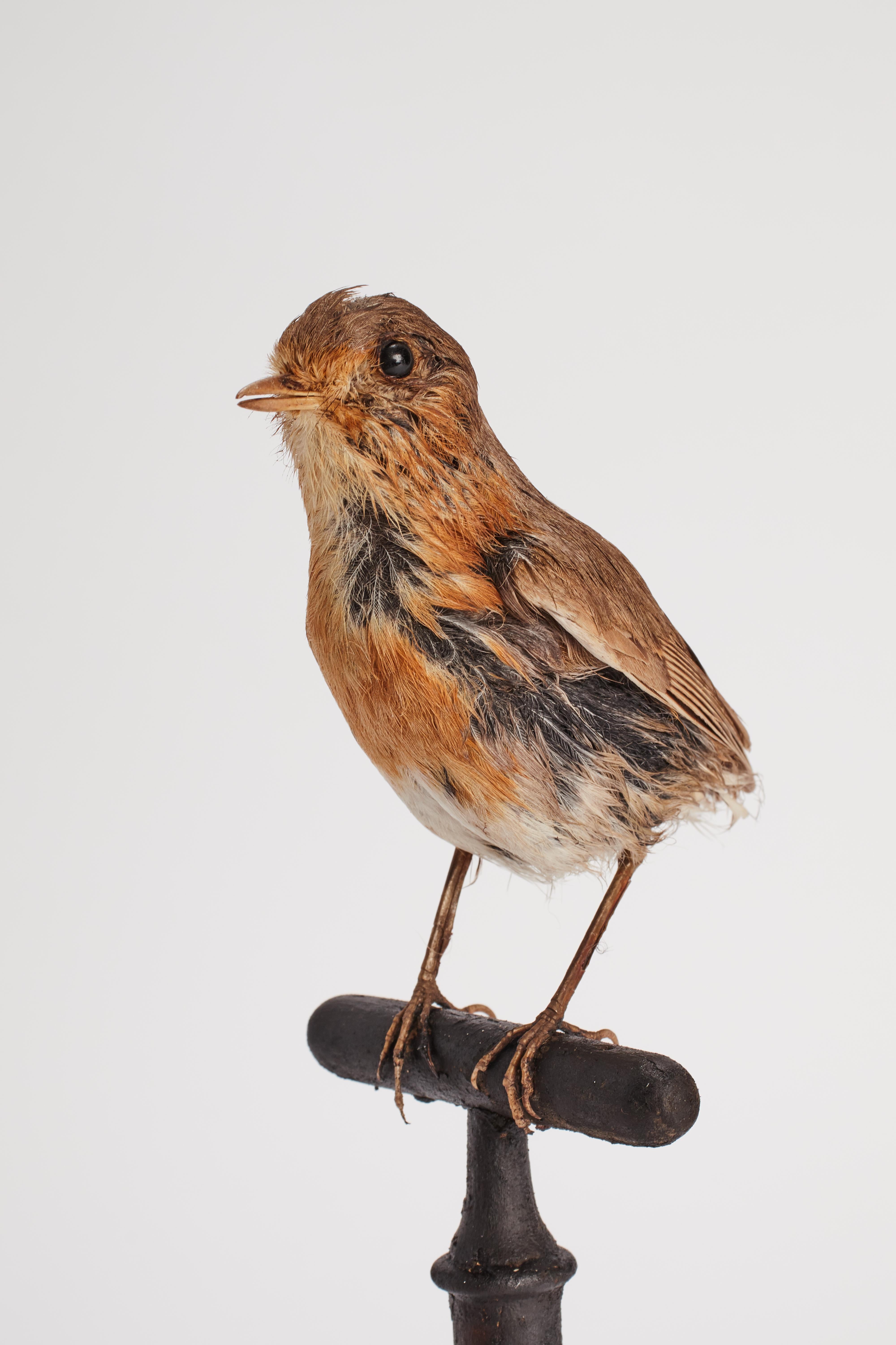 Schrank mit gerafftem Robin-Vogel für Naturgeschichte, Italien, 1880 (Tierleder) im Angebot