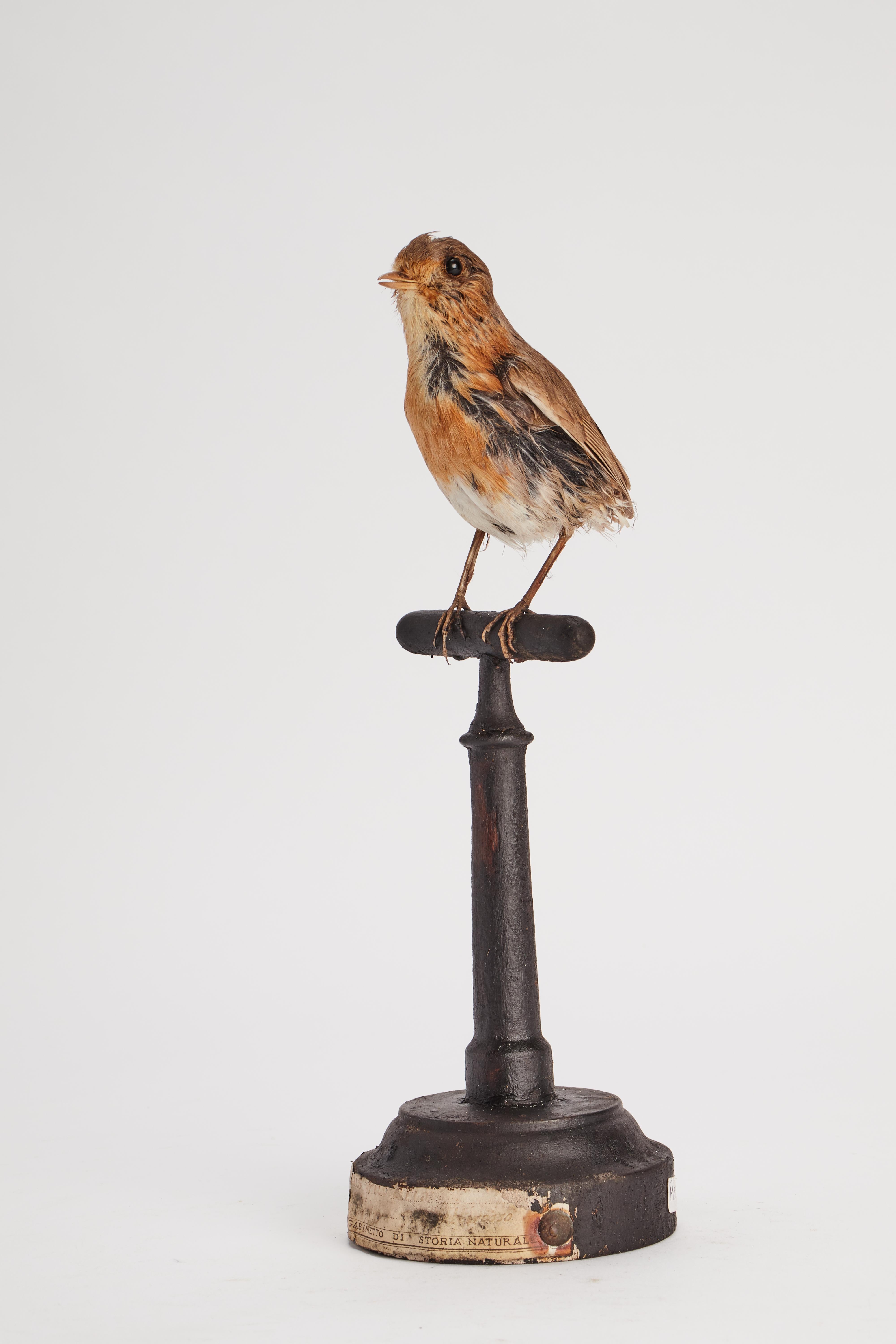 Schrank mit gerafftem Robin-Vogel für Naturgeschichte, Italien, 1880 im Angebot 1