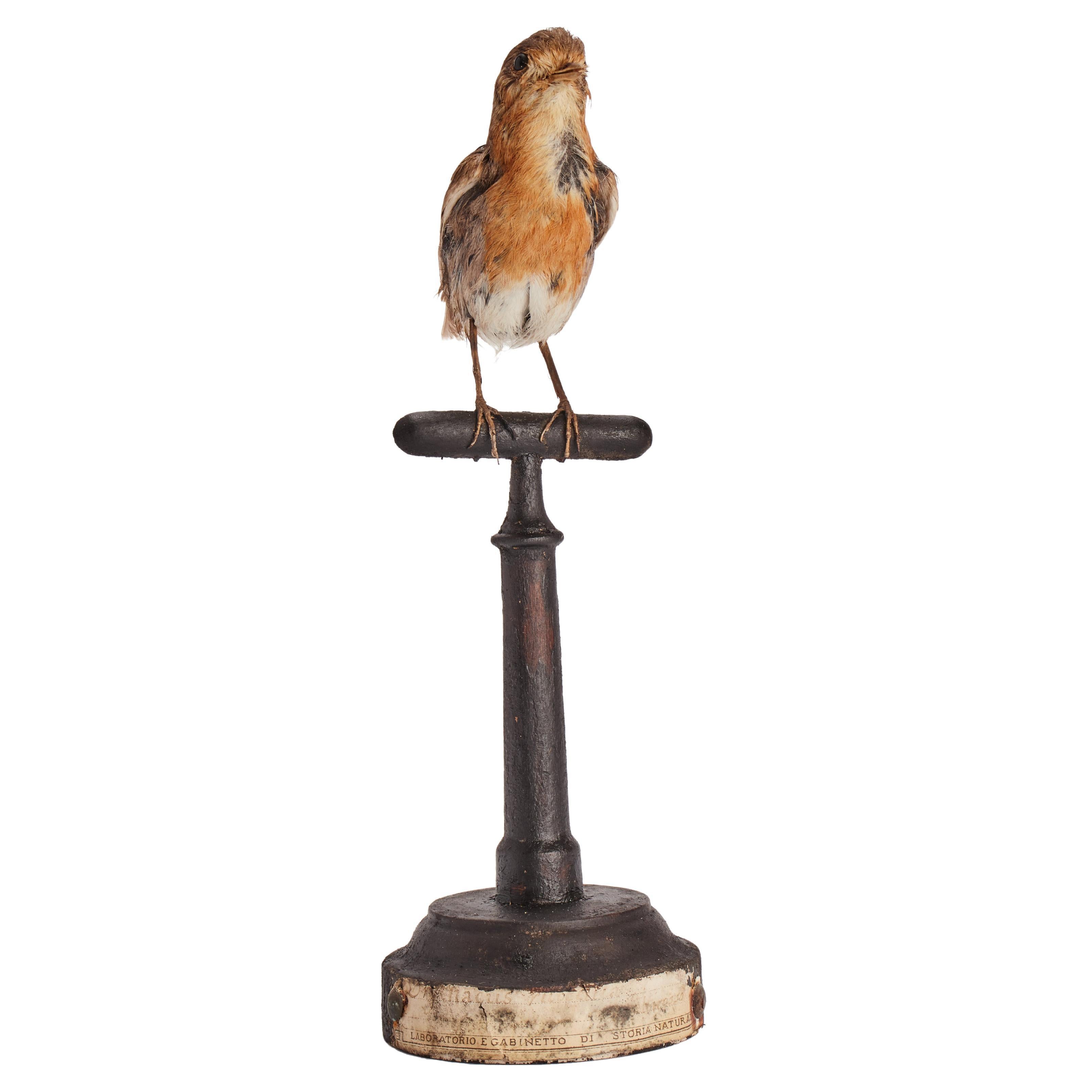 Pájaro petirrojo disecado para gabinete de historia natural, Italia, 1880 en venta