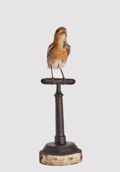 Stuffed Robin bird for natural history cabinet, Siena, Italy 1880.