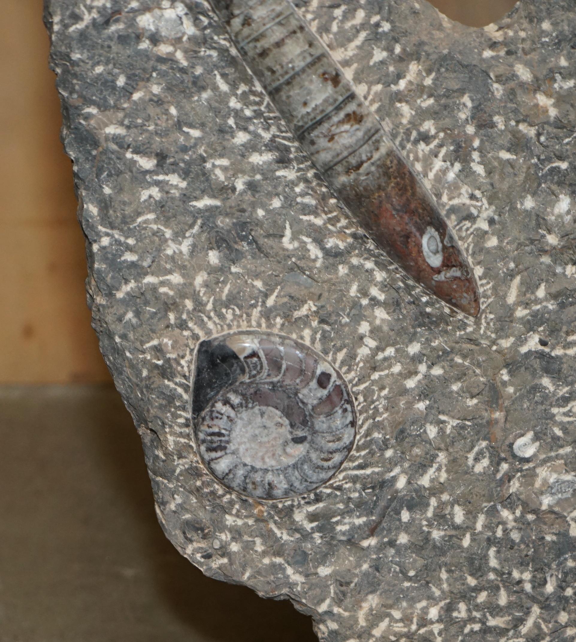 STUPENDO SCULTURA DI FOSSILE ANTICO AMMONITITO ORTHOCERAS ALTA 117 cm. in vendita 3