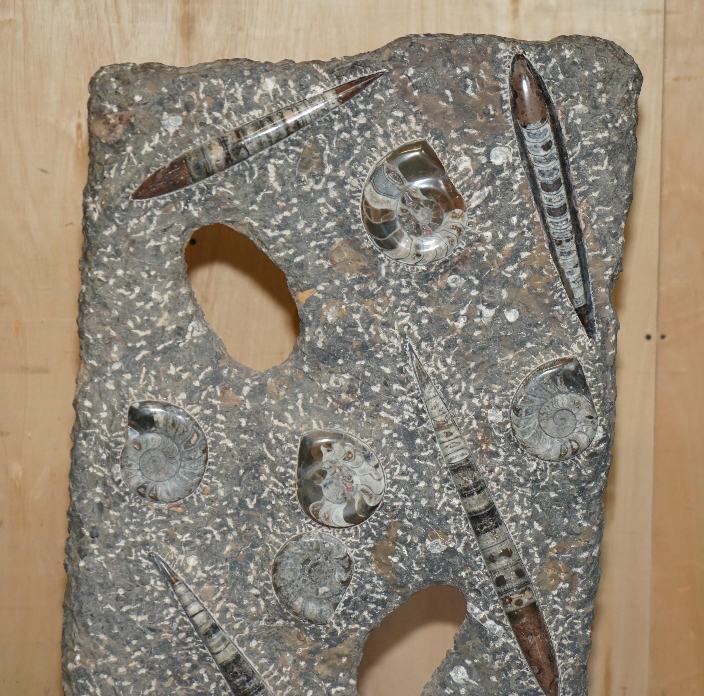 STUPENDO SCULTURA DI FOSSILE ANTICO AMMONITITO ORTHOCERAS ALTA 117 cm. in vendita 7