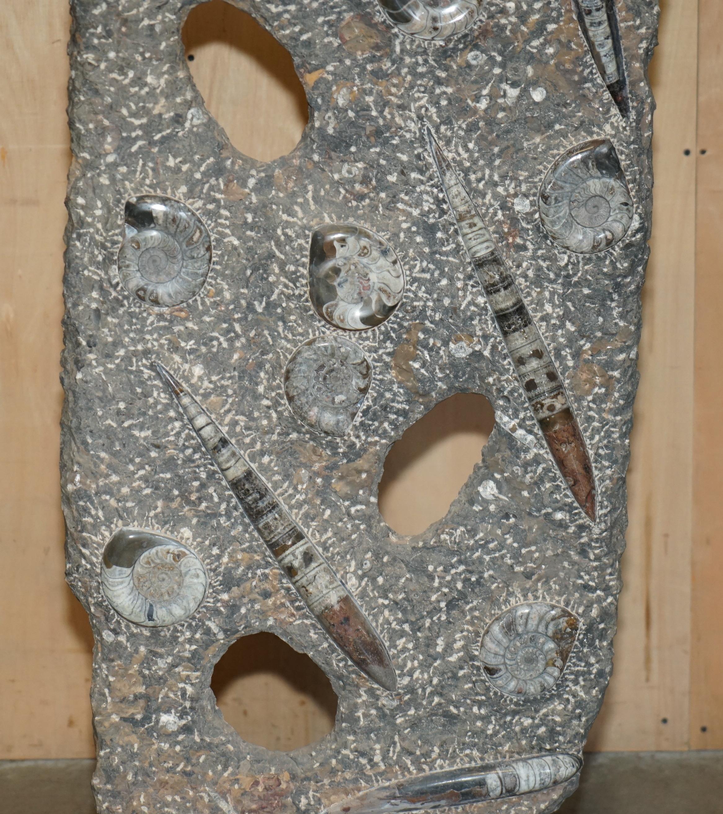 STUPENDO SCULTURA DI FOSSILE ANTICO AMMONITITO ORTHOCERAS ALTA 117 cm. in vendita 8