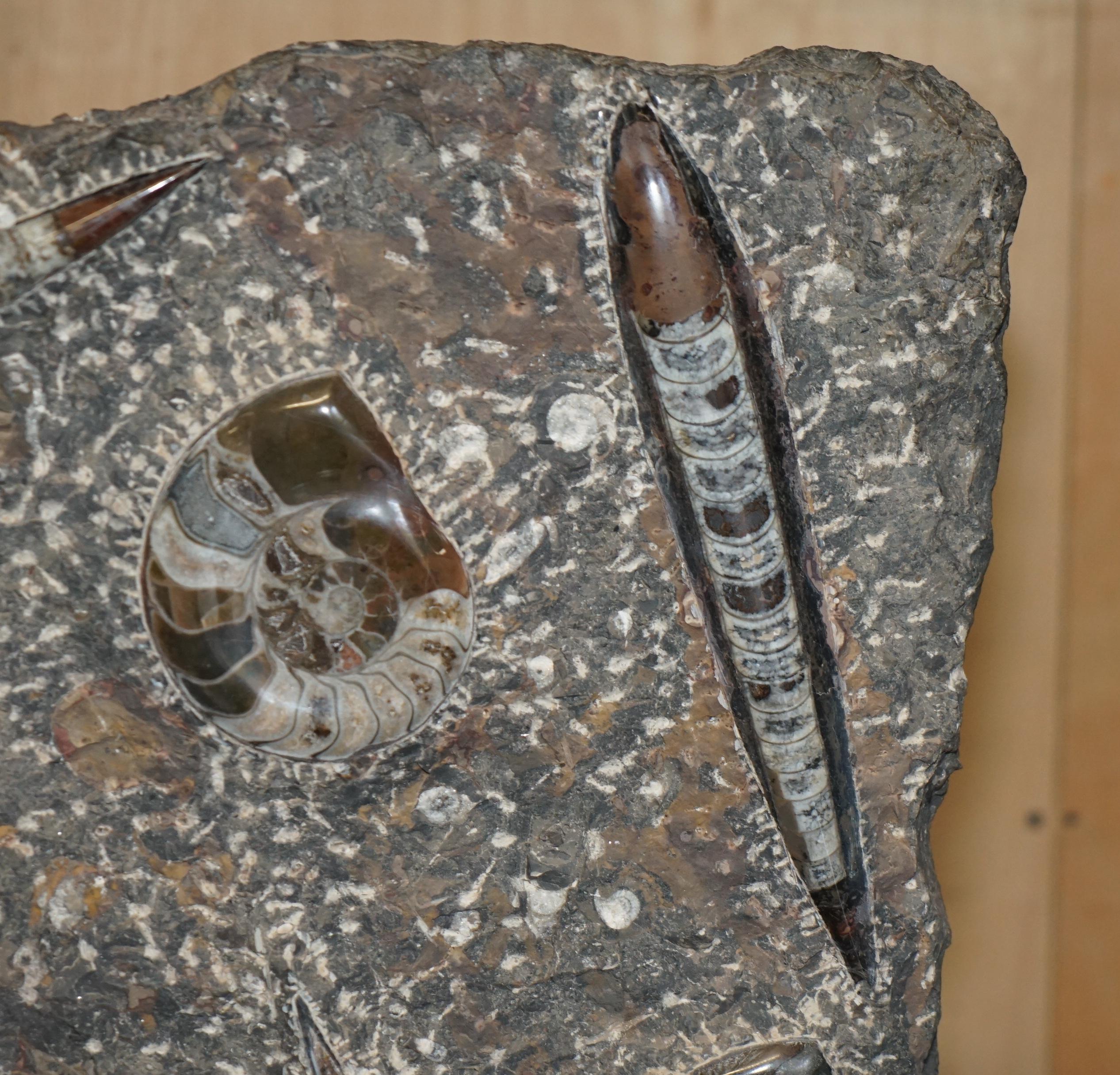 STUPENDO SCULTURA DI FOSSILE ANTICO AMMONITITO ORTHOCERAS ALTA 117 cm. in vendita 10