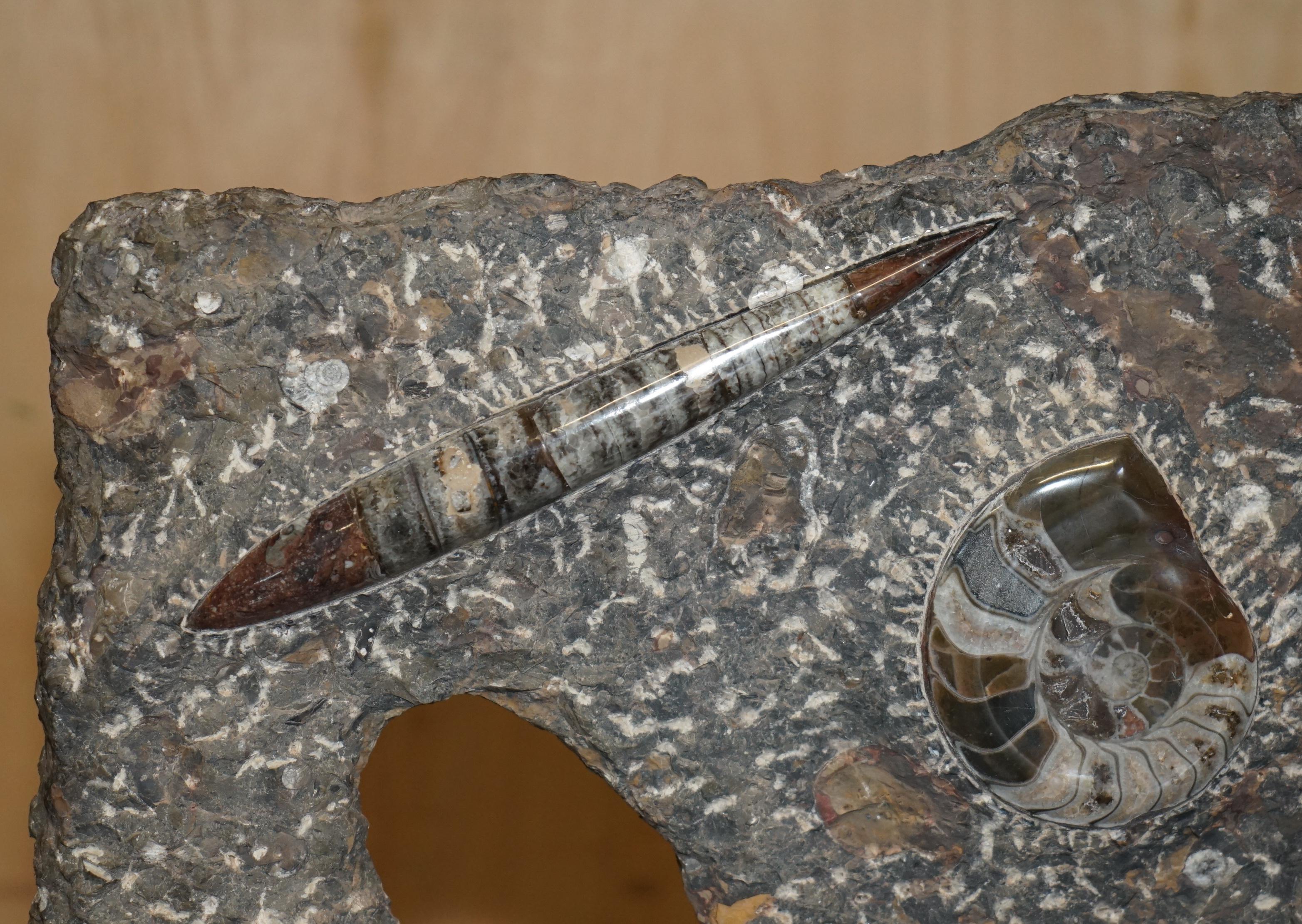 STUPENDO SCULTURA DI FOSSILE ANTICO AMMONITITO ORTHOCERAS ALTA 117 cm. in vendita 11