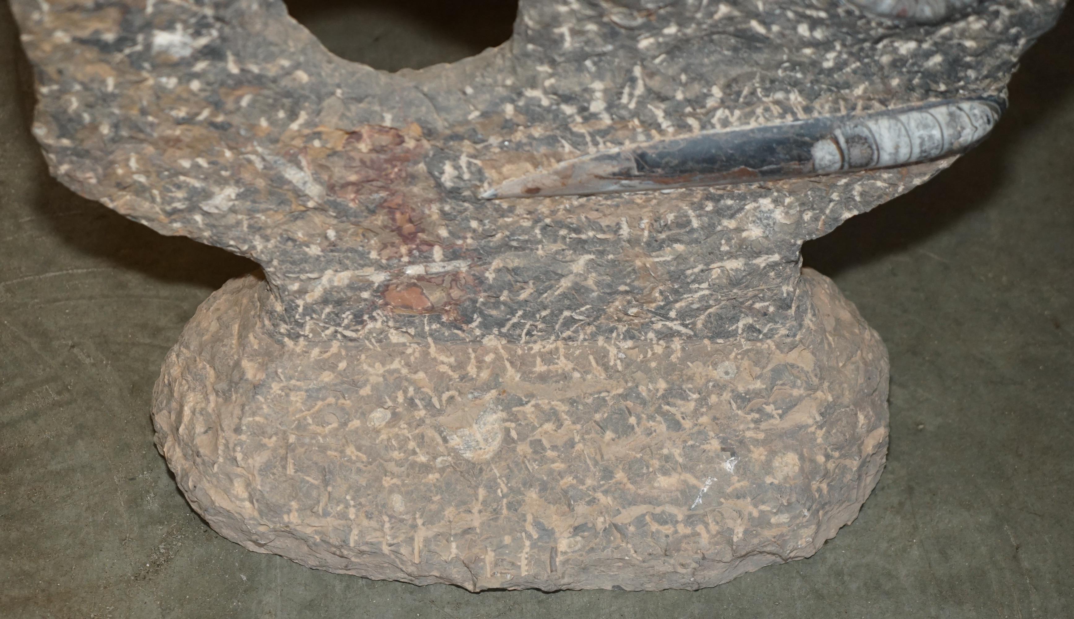 STUPENDO SCULTURA DI FOSSILE ANTICO AMMONITITO ORTHOCERAS ALTA 117 cm. in vendita 12