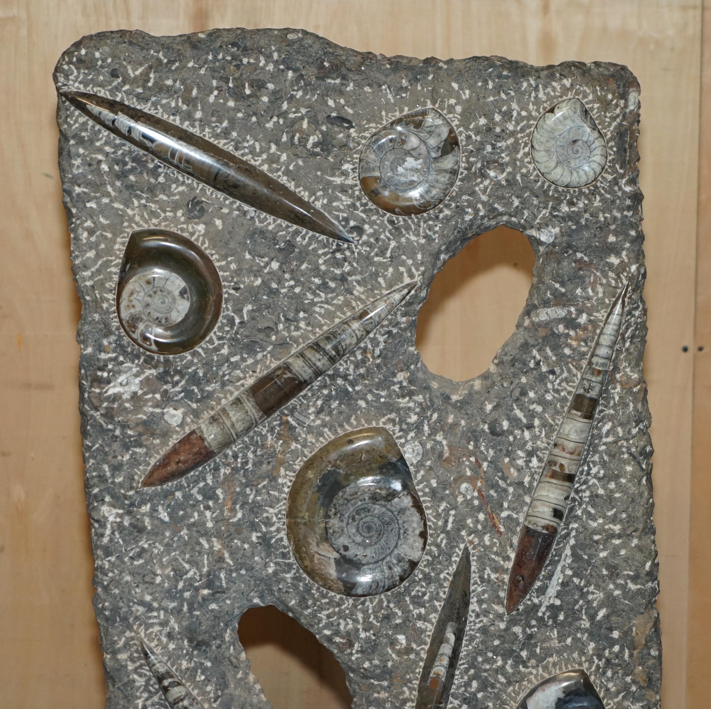 Altro STUPENDO SCULTURA DI FOSSILE ANTICO AMMONITITO ORTHOCERAS ALTA 117 cm. in vendita