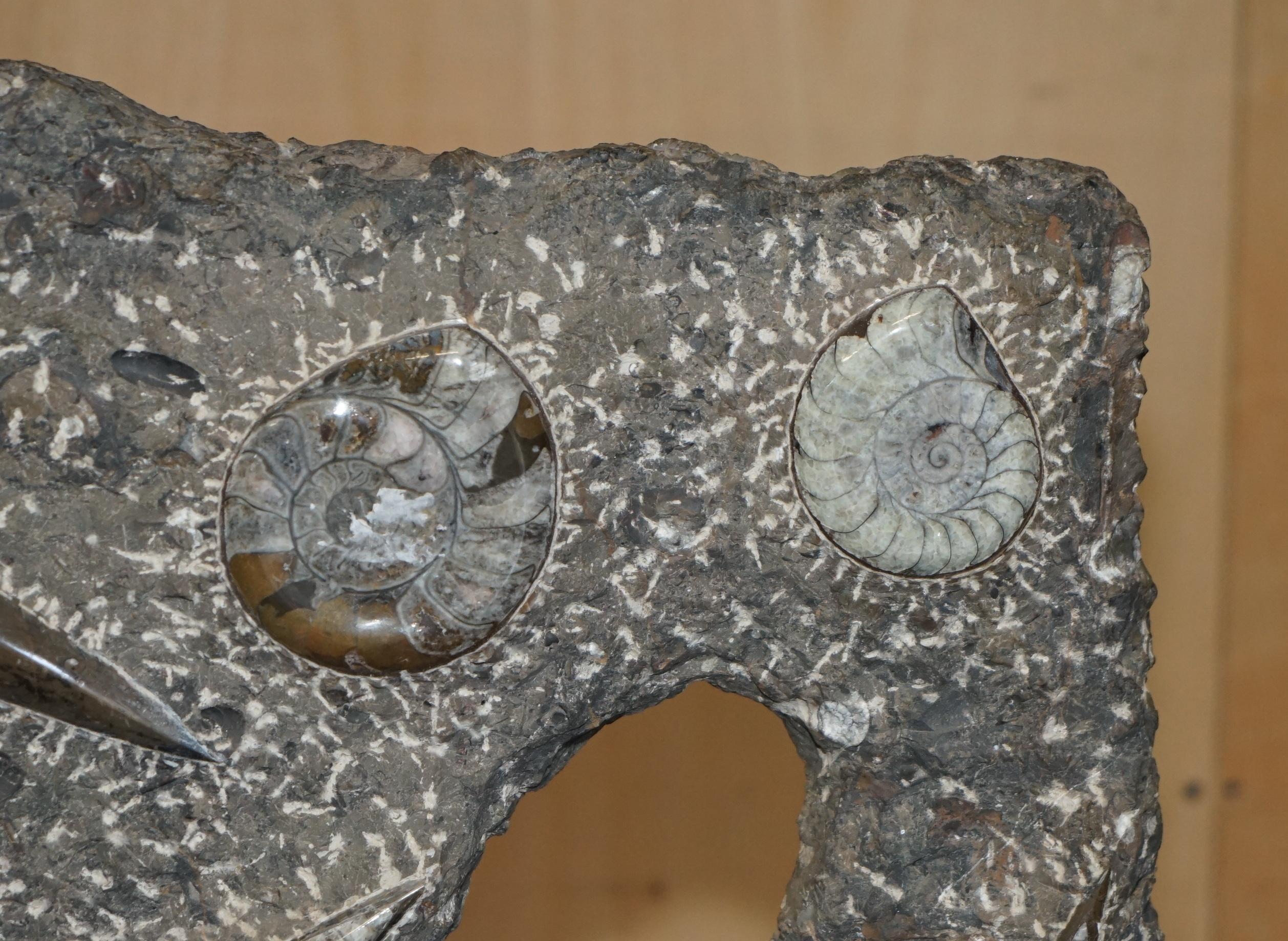 Fino al XVIII secolo STUPENDO SCULTURA DI FOSSILE ANTICO AMMONITITO ORTHOCERAS ALTA 117 cm. in vendita