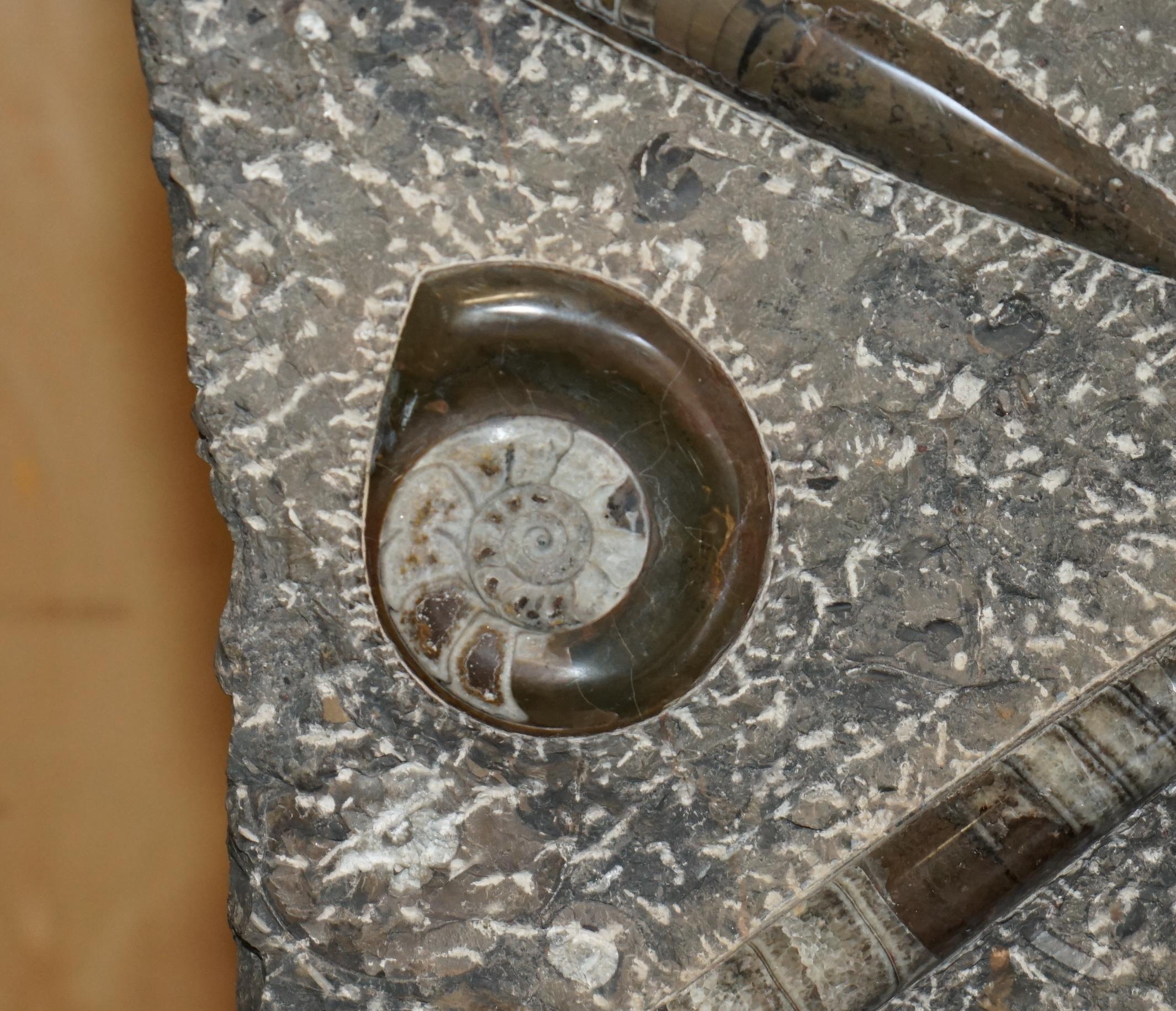 Pietra STUPENDO SCULTURA DI FOSSILE ANTICO AMMONITITO ORTHOCERAS ALTA 117 cm. in vendita