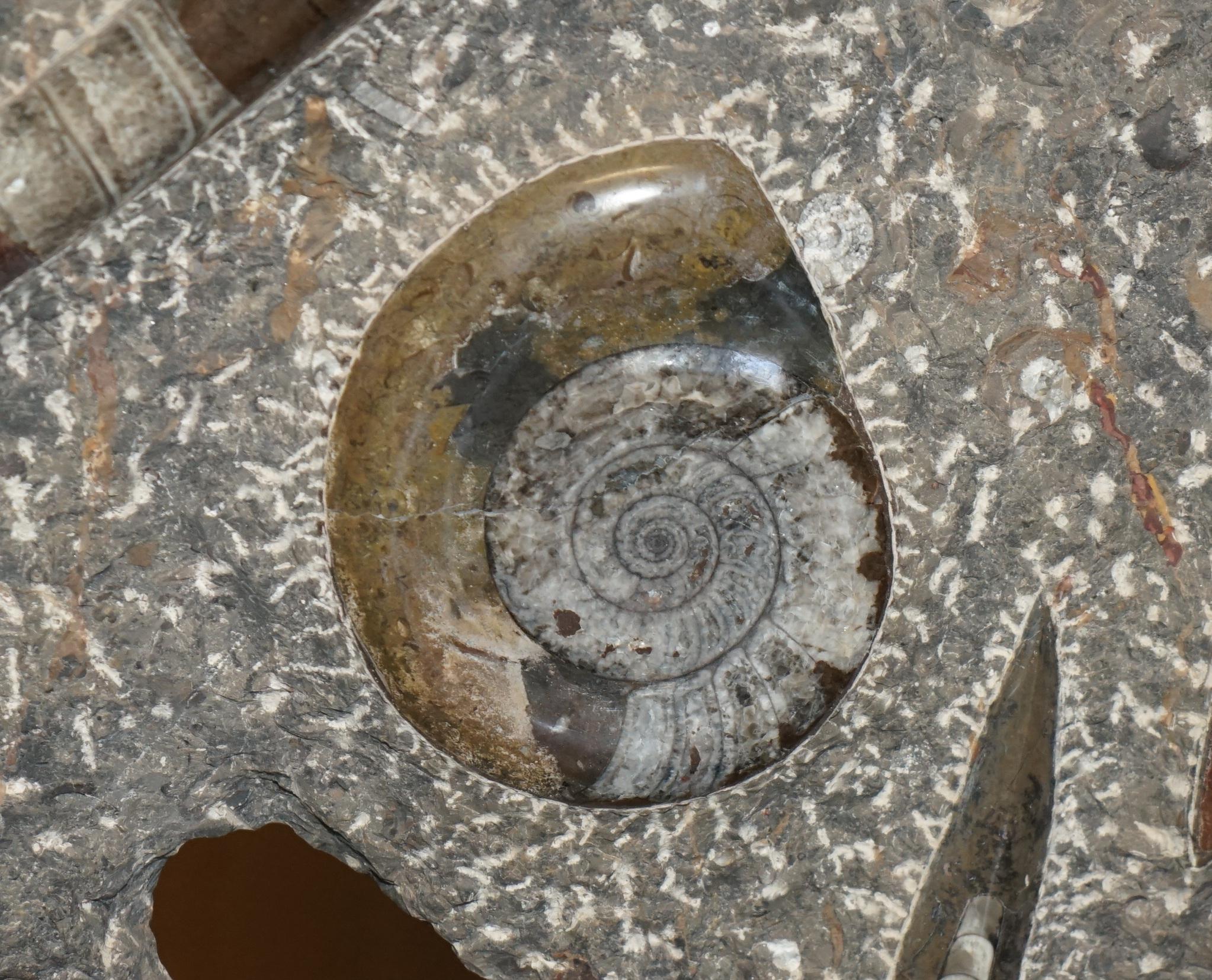 STUPENDO SCULTURA DI FOSSILE ANTICO AMMONITITO ORTHOCERAS ALTA 117 cm. in vendita 1