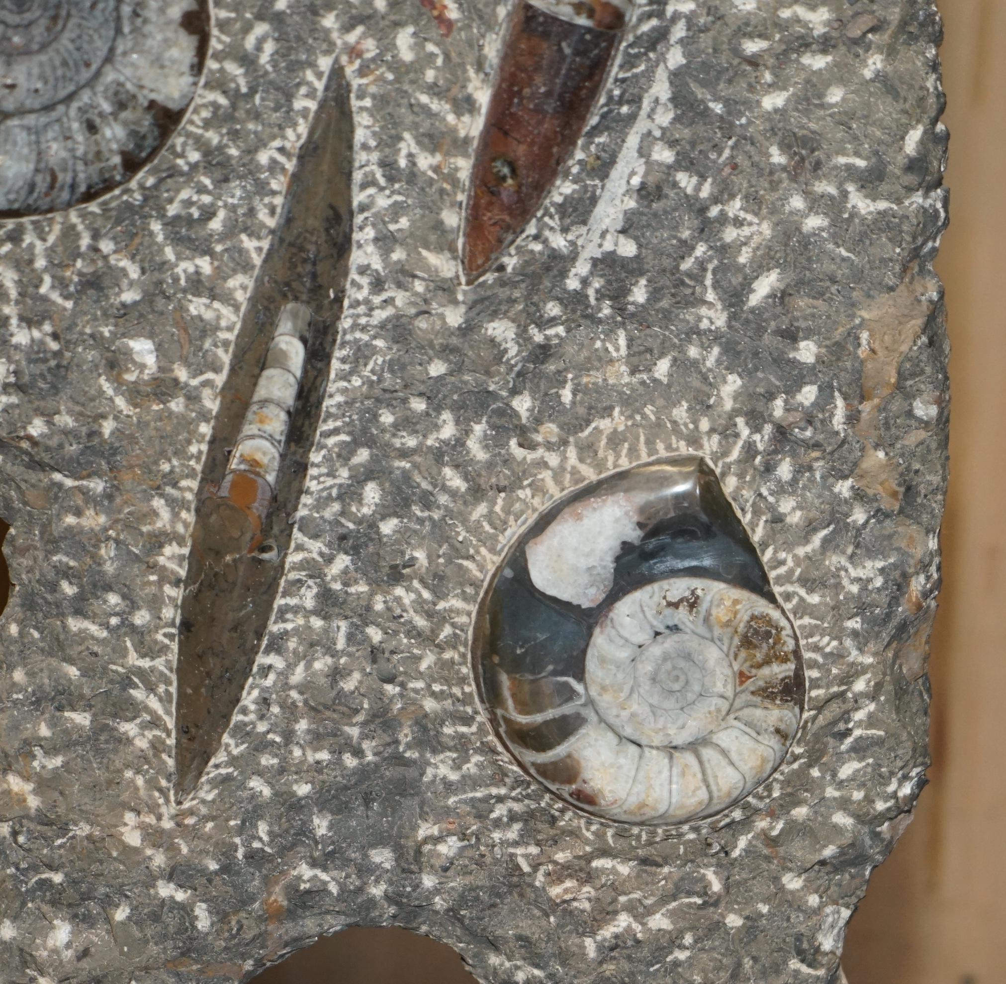 STUPENDO SCULTURA DI FOSSILE ANTICO AMMONITITO ORTHOCERAS ALTA 117 cm. in vendita 2