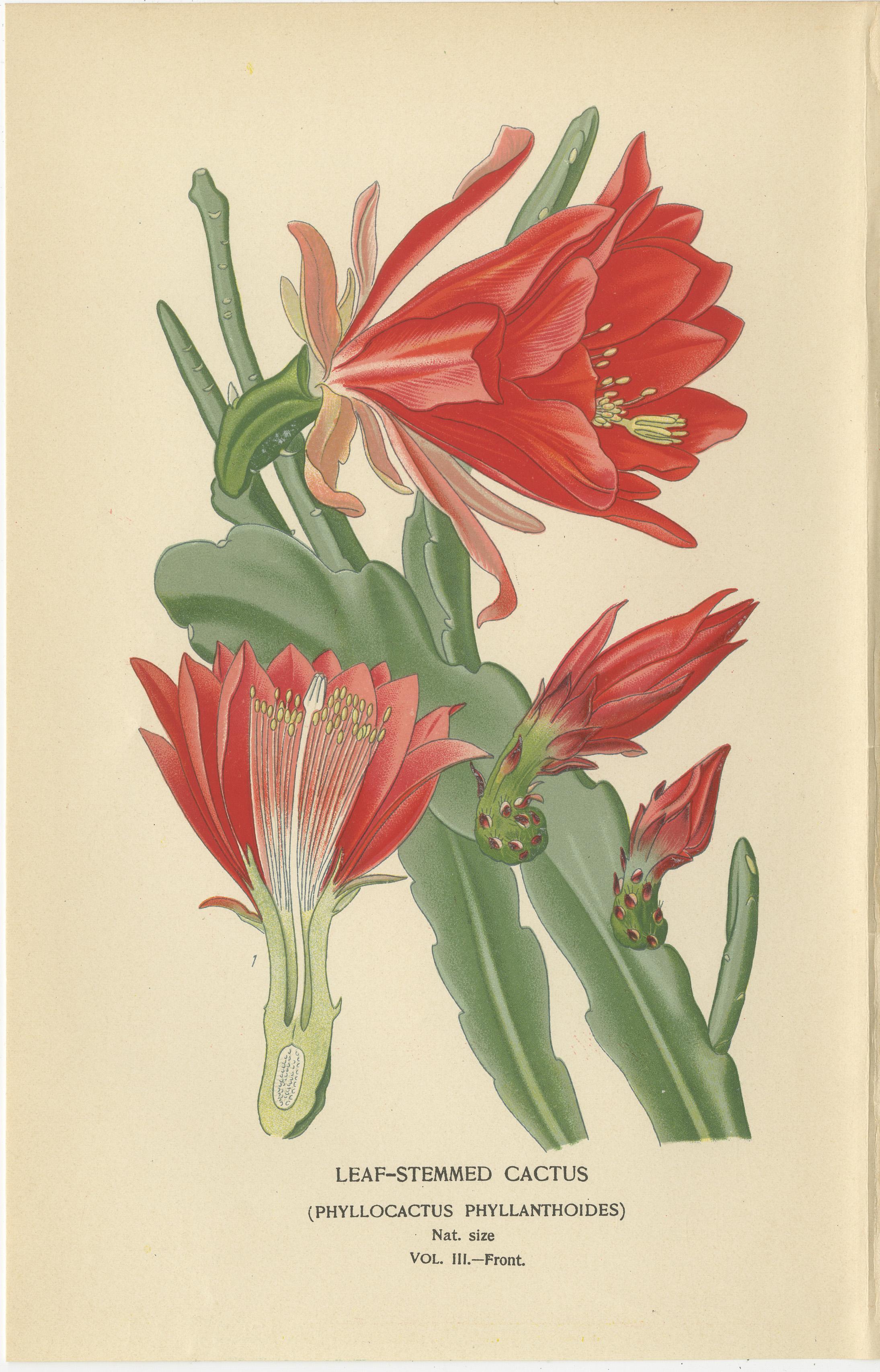 Título: Impresionante grabado de 1897 de un cactus con tallo de hoja - Ilustración de Phyllocactus  

Descripción:  
Este bello grabado botánico antiguo, publicado en 1897, muestra el **Cactus de tallo foliáceo** (*Phyllocactus phyllanthoides*)