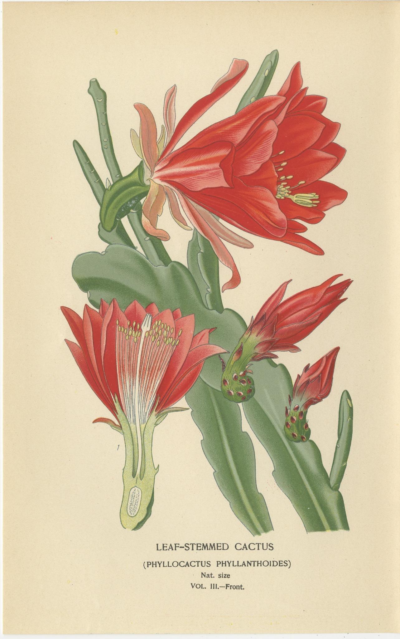 Impresionante grabado de 1897 de un cactus con tallo de hoja - Ilustración de Phyllocactus Papel en venta