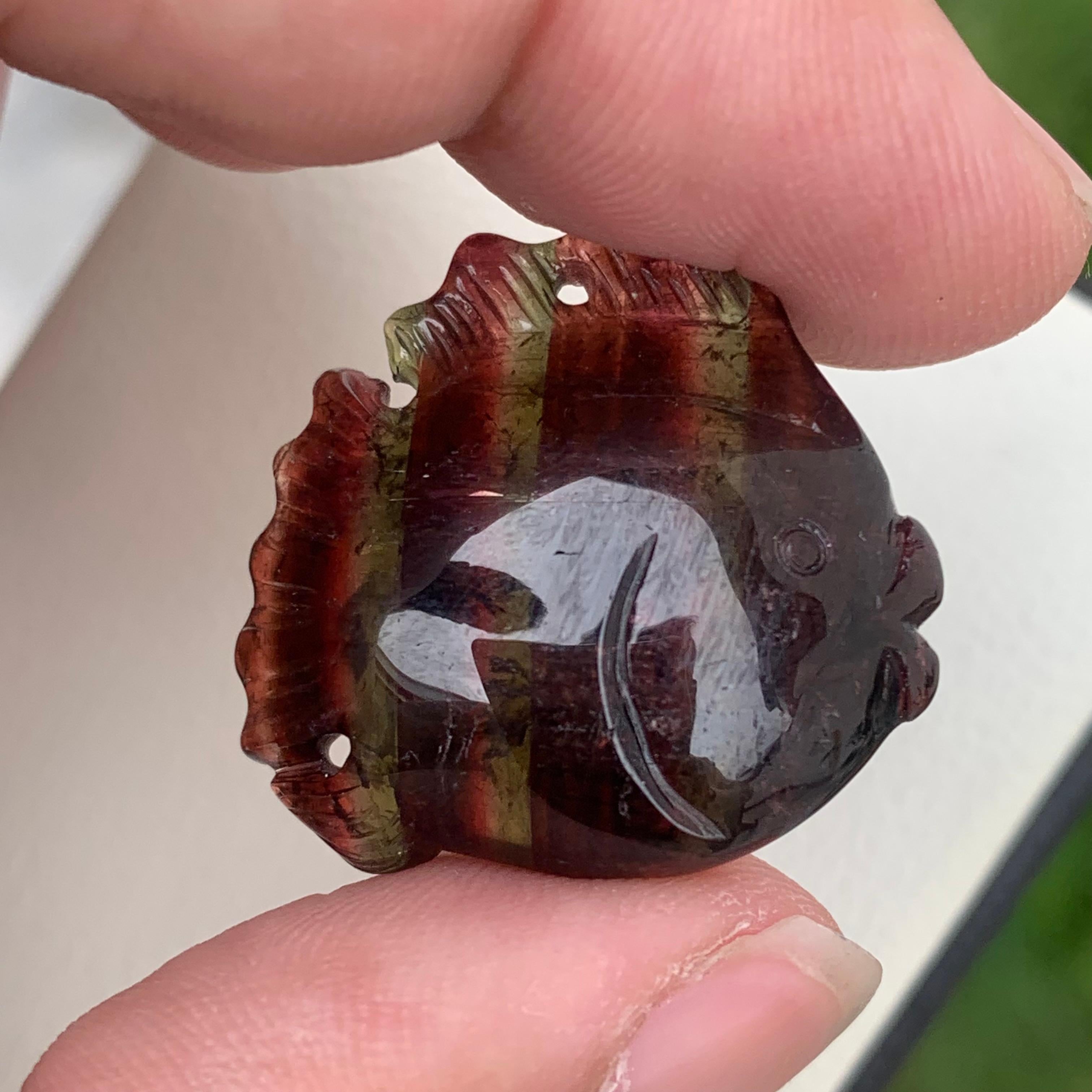 Stunning 37.10 Carats Bi-Color Fish Shape Tourmaline Drilled Carving. 
Weight: 37.10 Carats
Dimension: 2.5 x 2.3 x 0.9 Cm
Origin: Africa
Color: Red & Green
Shape: Carving
Quality: AAA
Bicolor tourmaline is connected to the heart chakra, which makes
