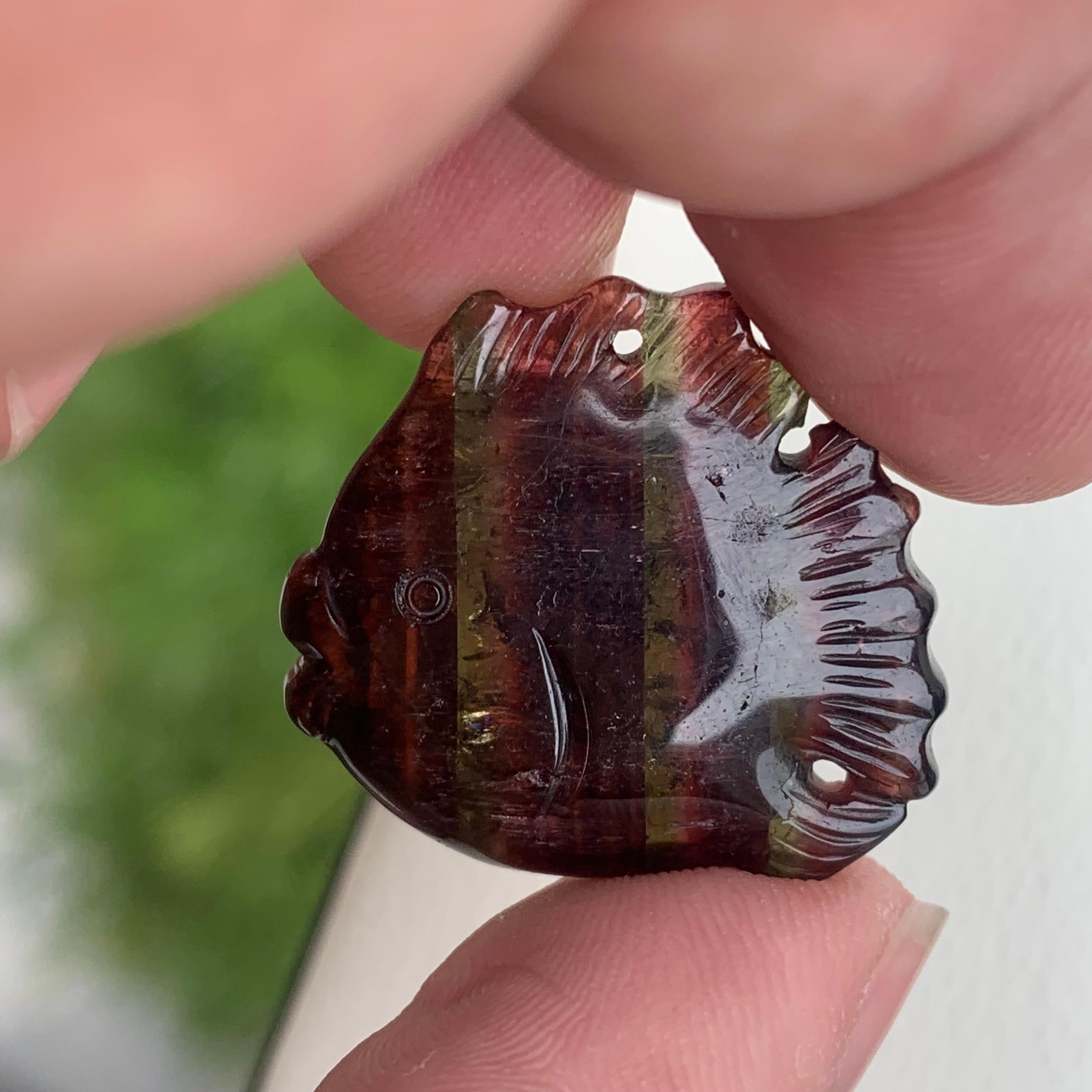 Stunning 37.10 Carats Bi Color Fish Shape Tourmaline Drilled Carving In Good Condition For Sale In Peshawar, PK