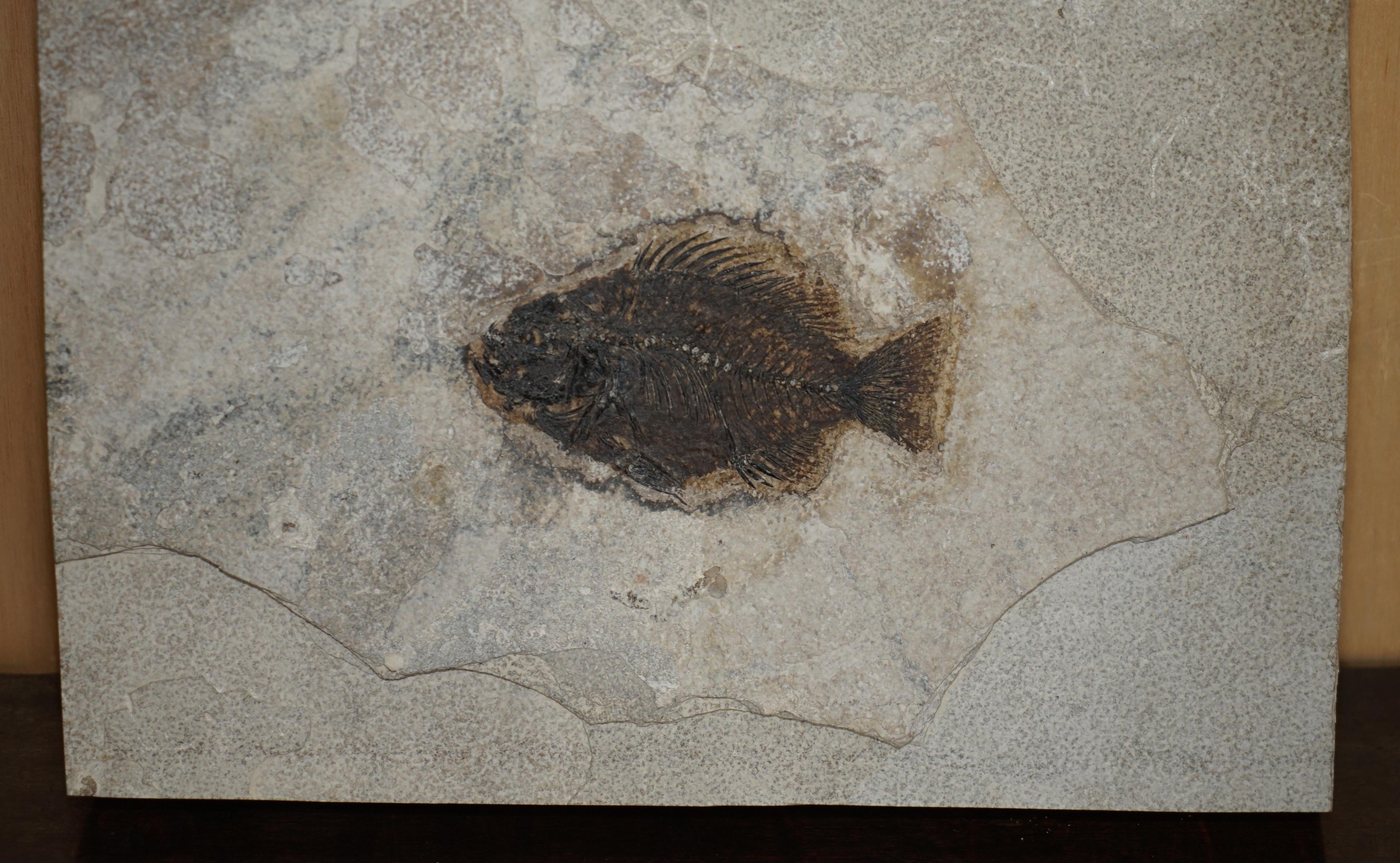 Royal House Antiques

Royal House Antiques is delighted to offer for sale this absolutely stunning, 39-55 Million year old Green River Fossilized fish plaque of what looks like a piranha

What can I say, if you’re looking at this listing you know