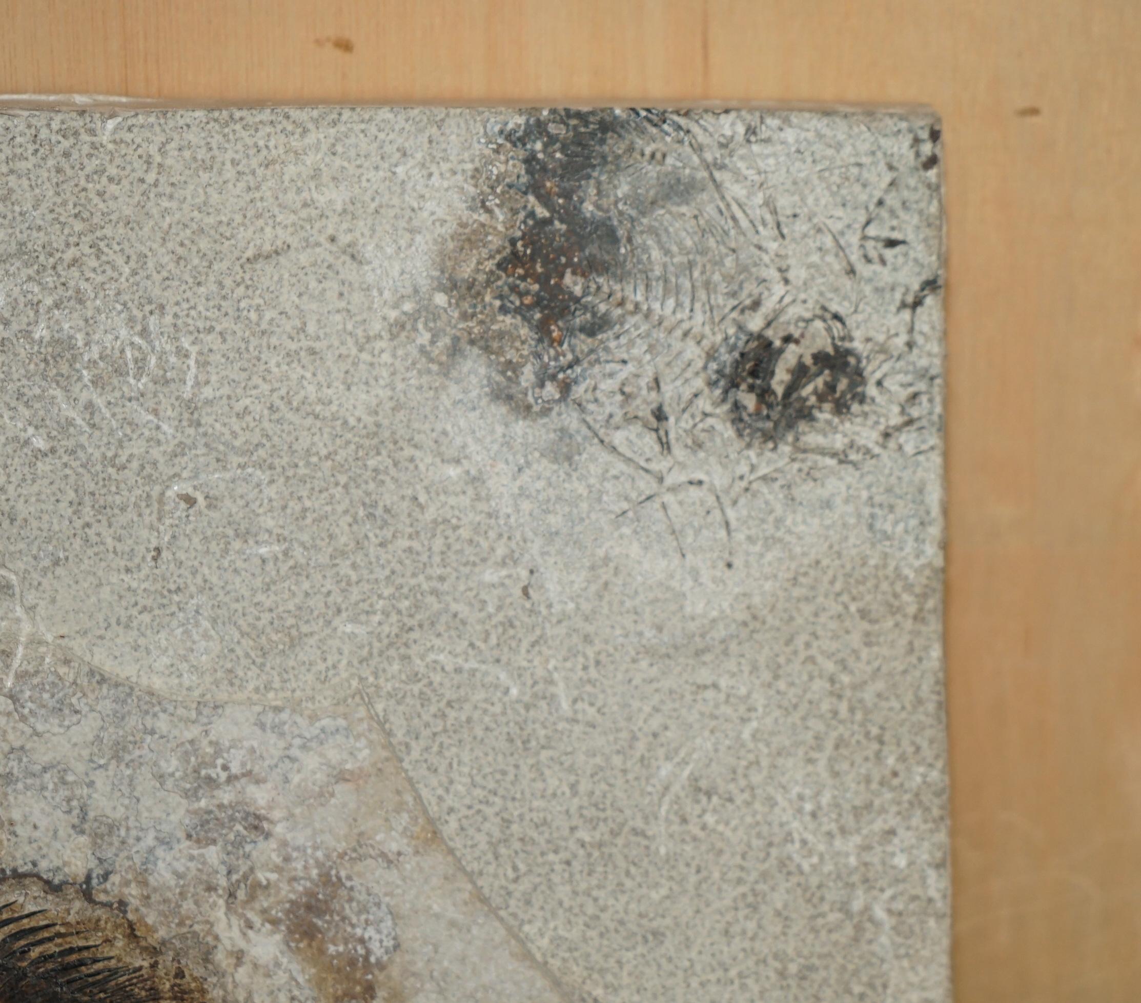 Autre STUNNING 39-55 MILLION YEAR OLD GREEN RiVER FOSSILISED FISH PLAQUE DISPLAY en vente