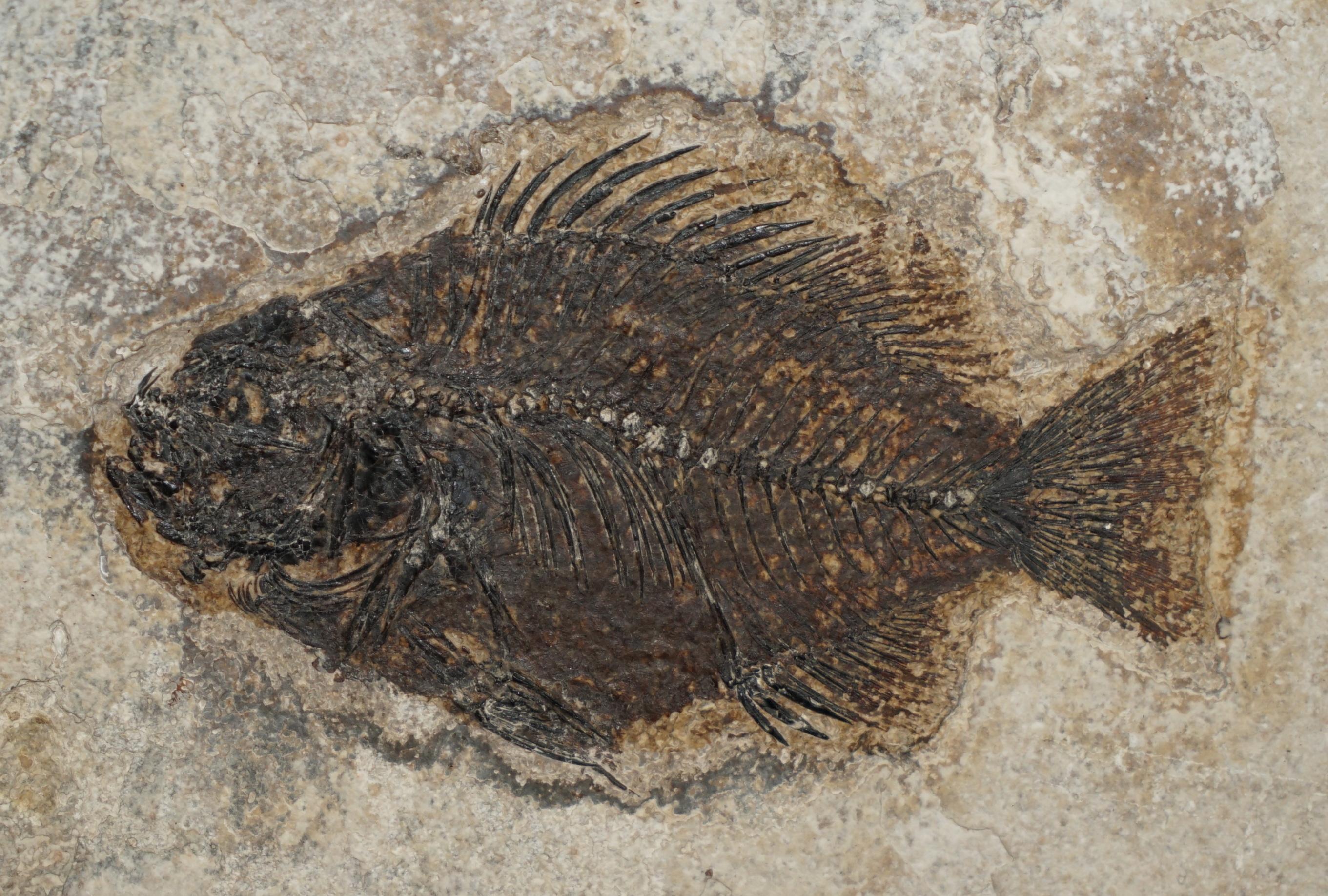 Sculpté à la main STUNNING 39-55 MILLION YEAR OLD GREEN RiVER FOSSILISED FISH PLAQUE DISPLAY en vente