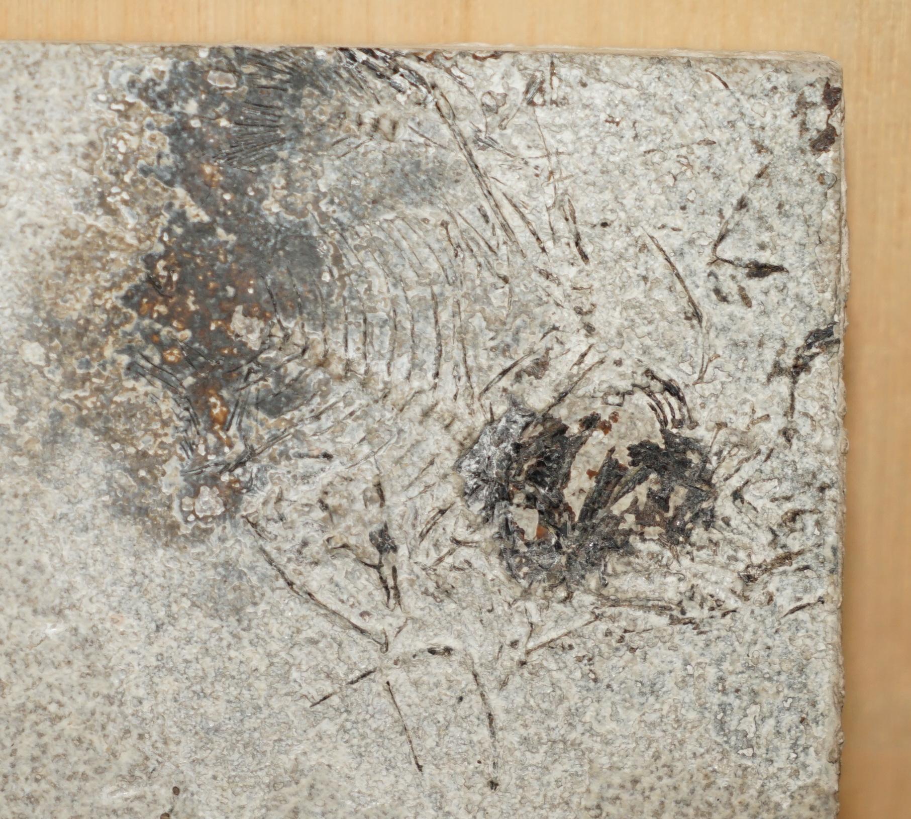 STUNNING 39-55 MILLION YEAR OLD GREEN RiVER FOSSILISED FISH PLAQUE DISPLAY Bon état - En vente à West Sussex, Pulborough