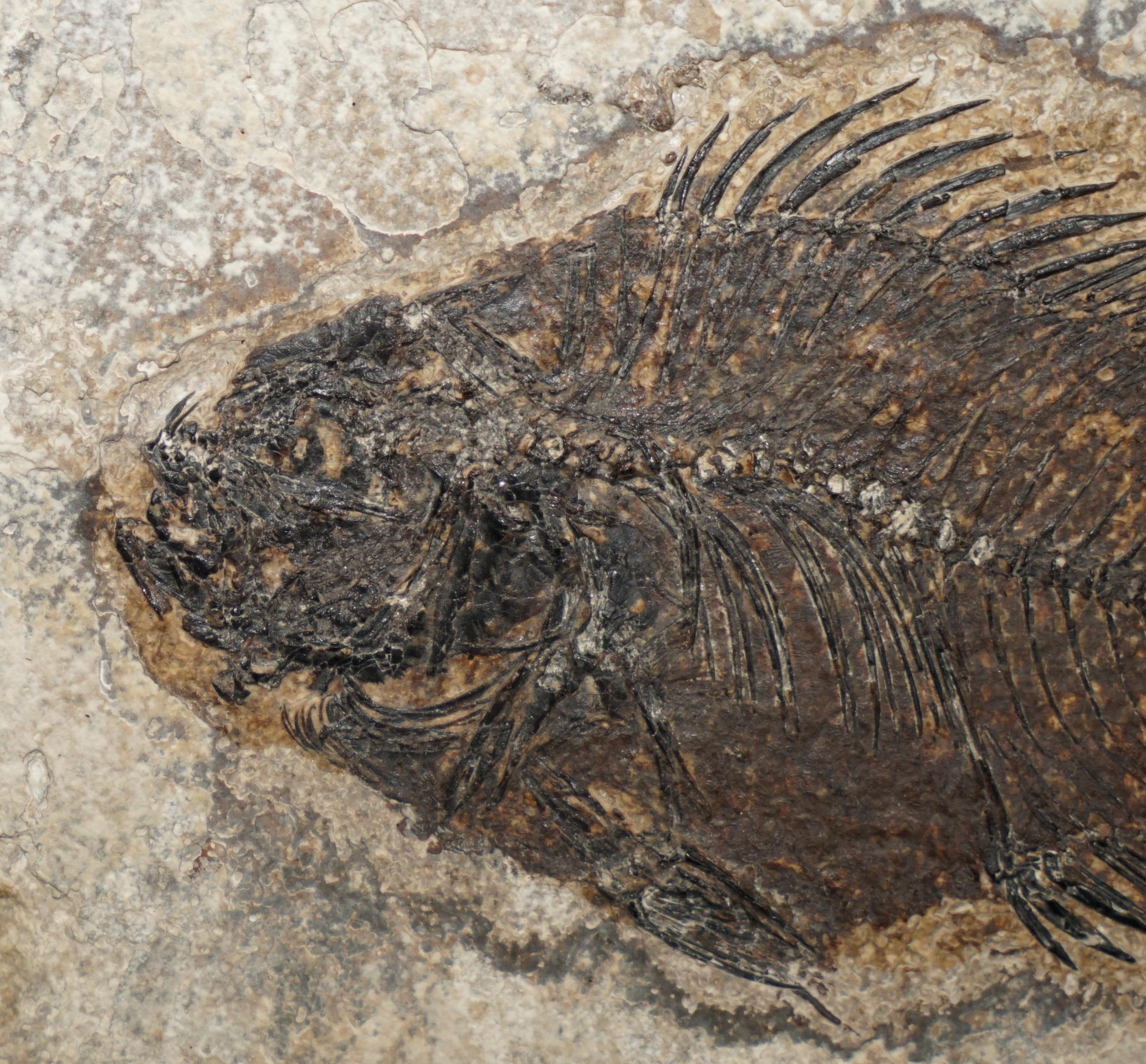 XVIIIe siècle et antérieur STUNNING 39-55 MILLION YEAR OLD GREEN RiVER FOSSILISED FISH PLAQUE DISPLAY en vente