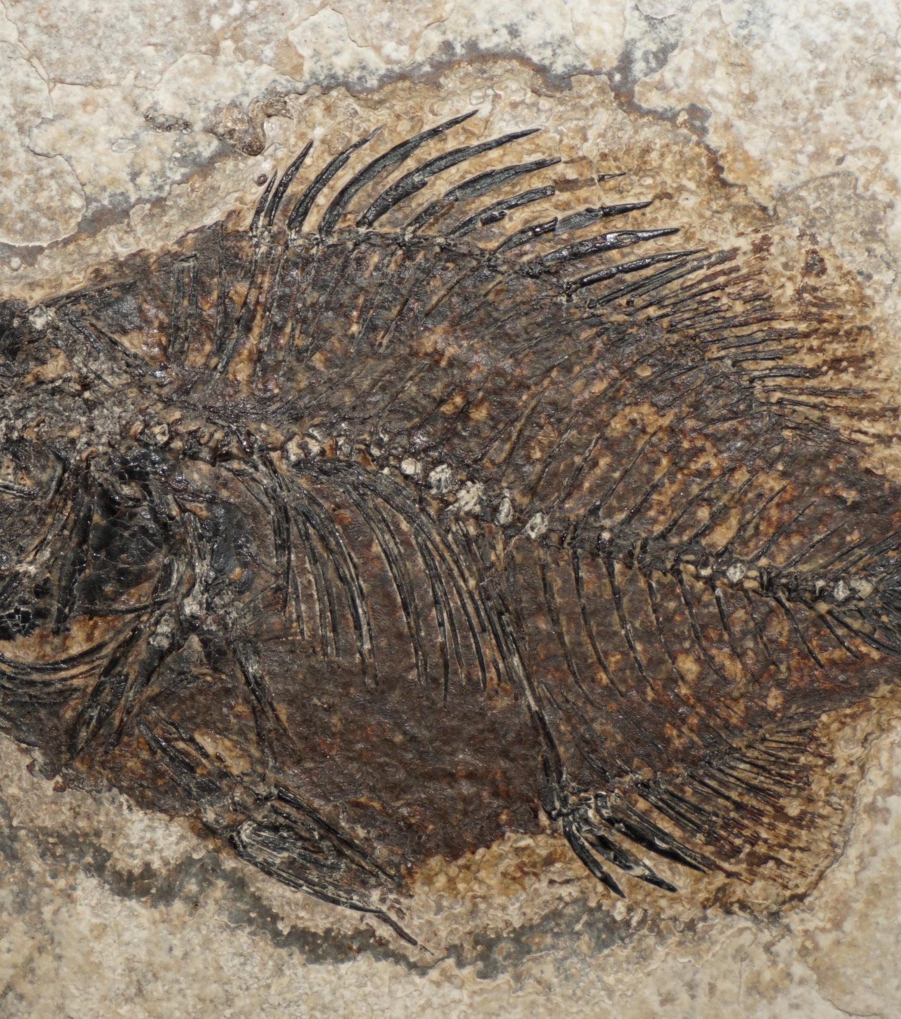 Fibre naturelle STUNNING 39-55 MILLION YEAR OLD GREEN RiVER FOSSILISED FISH PLAQUE DISPLAY en vente