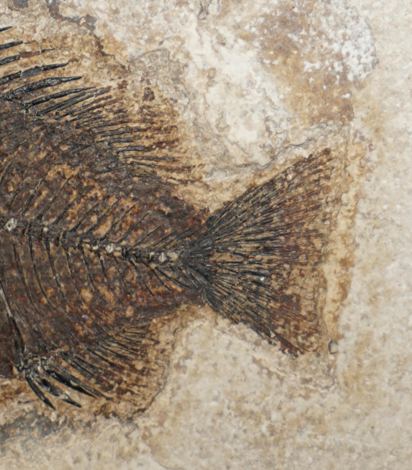 STUNNING 39-55 MILLION YEAR OLD GREEN RiVER FOSSILISED FISH PLAQUE DISPLAY en vente 1