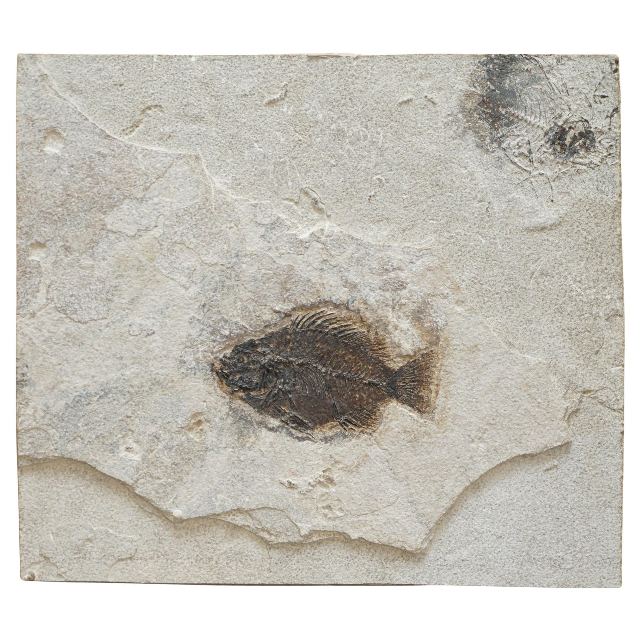 STUNNING 39-55 MILLION YEAR OLD GREEN RiVER FOSSILISED FISH PLAQUE DISPLAY