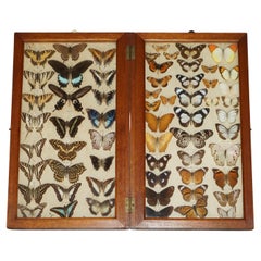 Stunning Antique Suite of Museum Quality Taxidermy Butterly's Must See Pictures