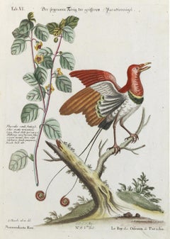 Stunning Birds of Paradise from Seligmann's Rare Birds Collection (1770-1773)