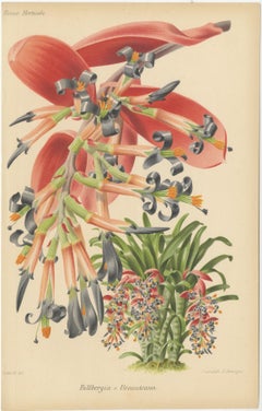 Stunning Bromeliads: Queen's Tears and Flaming Torch in Artful Display, c.1855