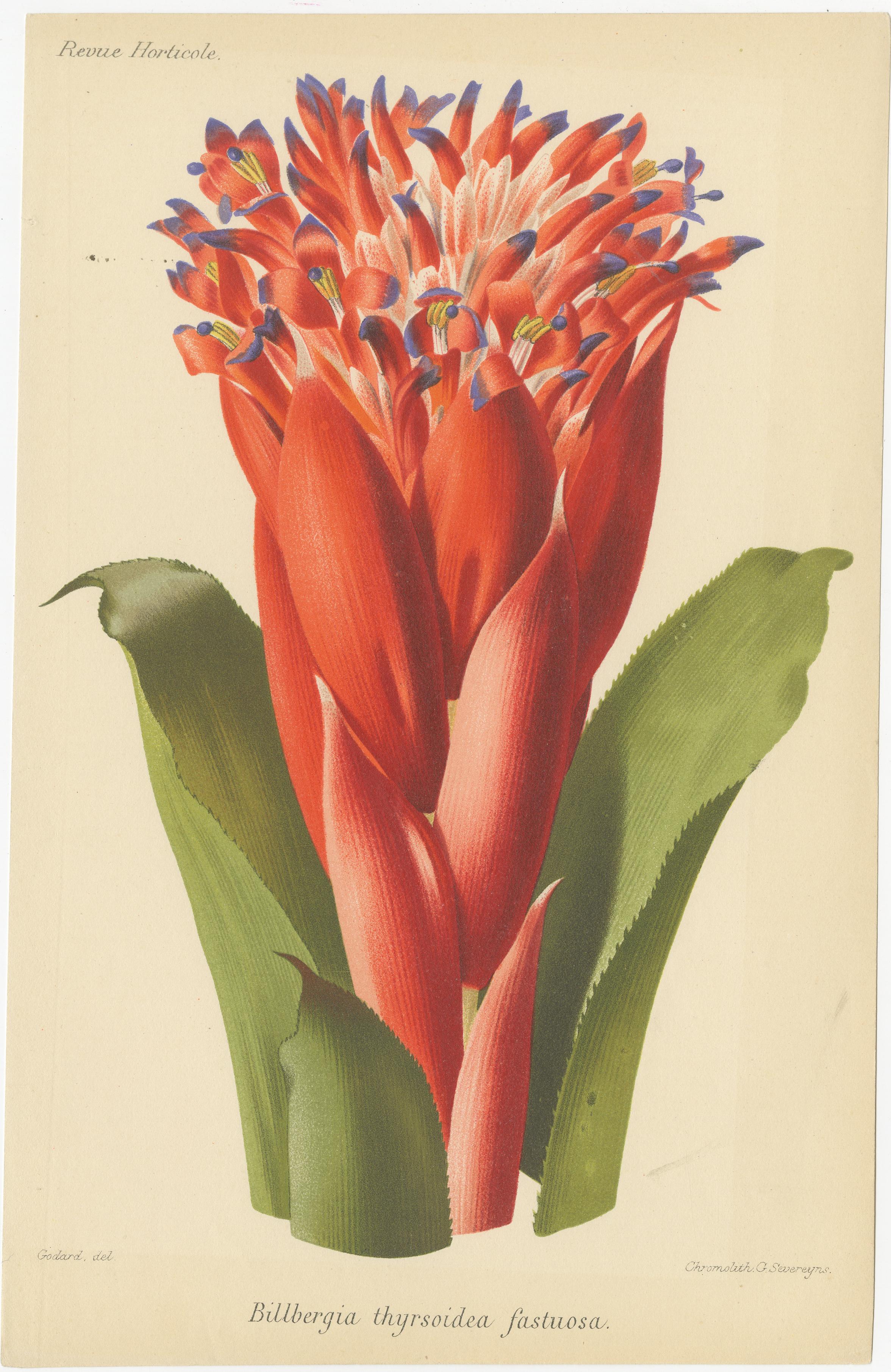 Stunning Bromeliads: Queen's Tears and Flaming Torch in Artful Display, c.1855 In Good Condition For Sale In Langweer, NL