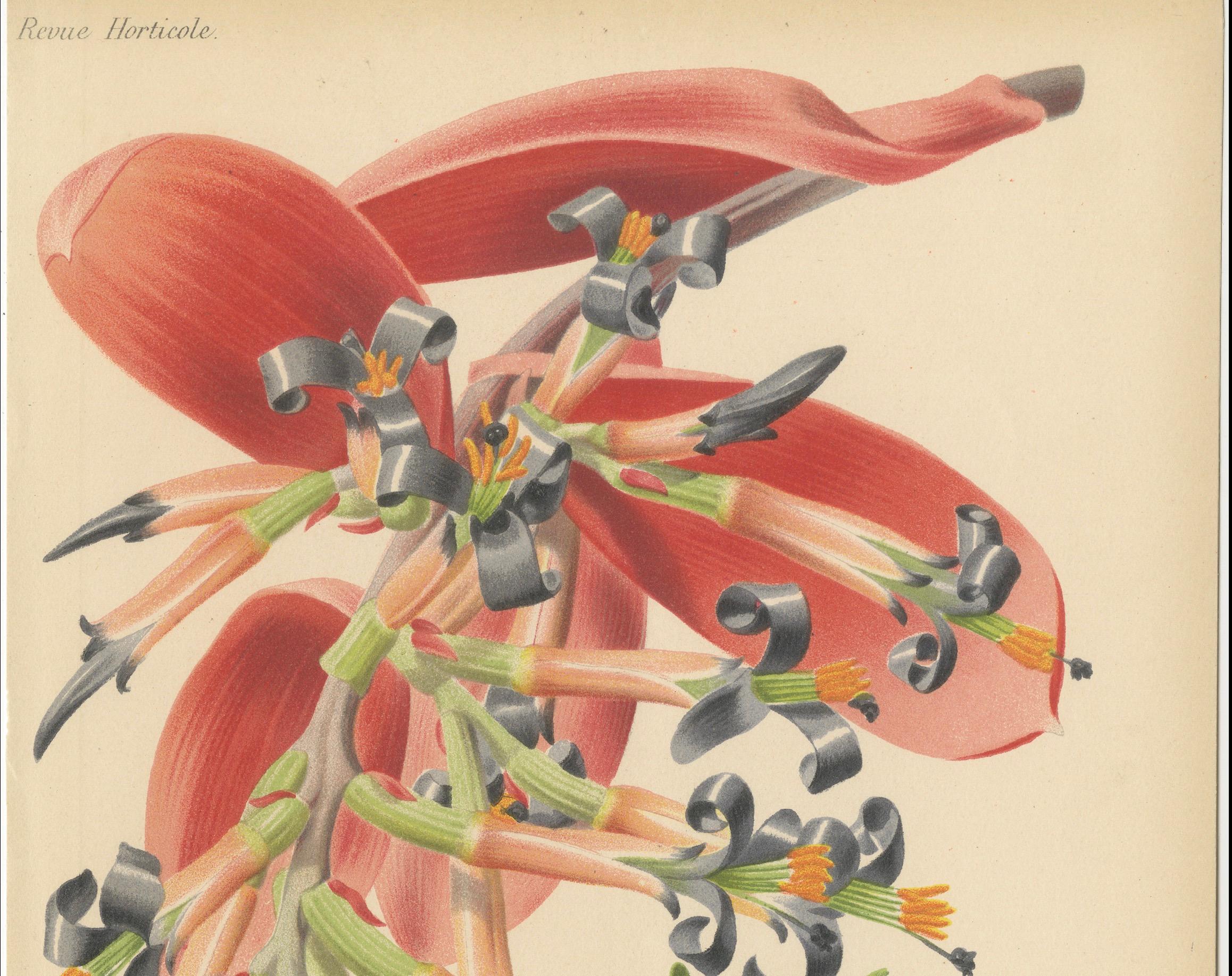 Mid-19th Century Stunning Bromeliads: Queen's Tears and Flaming Torch in Artful Display, c.1855 For Sale