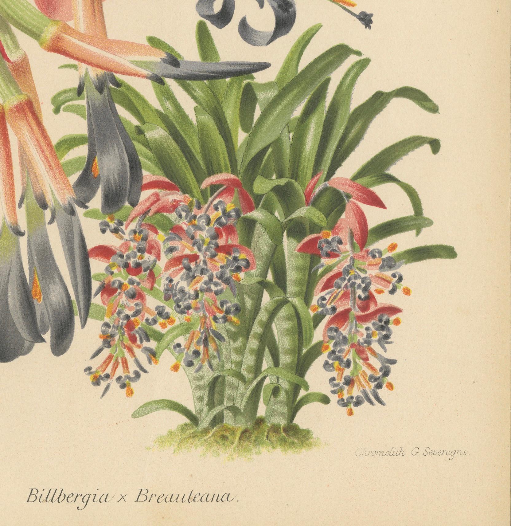Paper Stunning Bromeliads: Queen's Tears and Flaming Torch in Artful Display, c.1855 For Sale