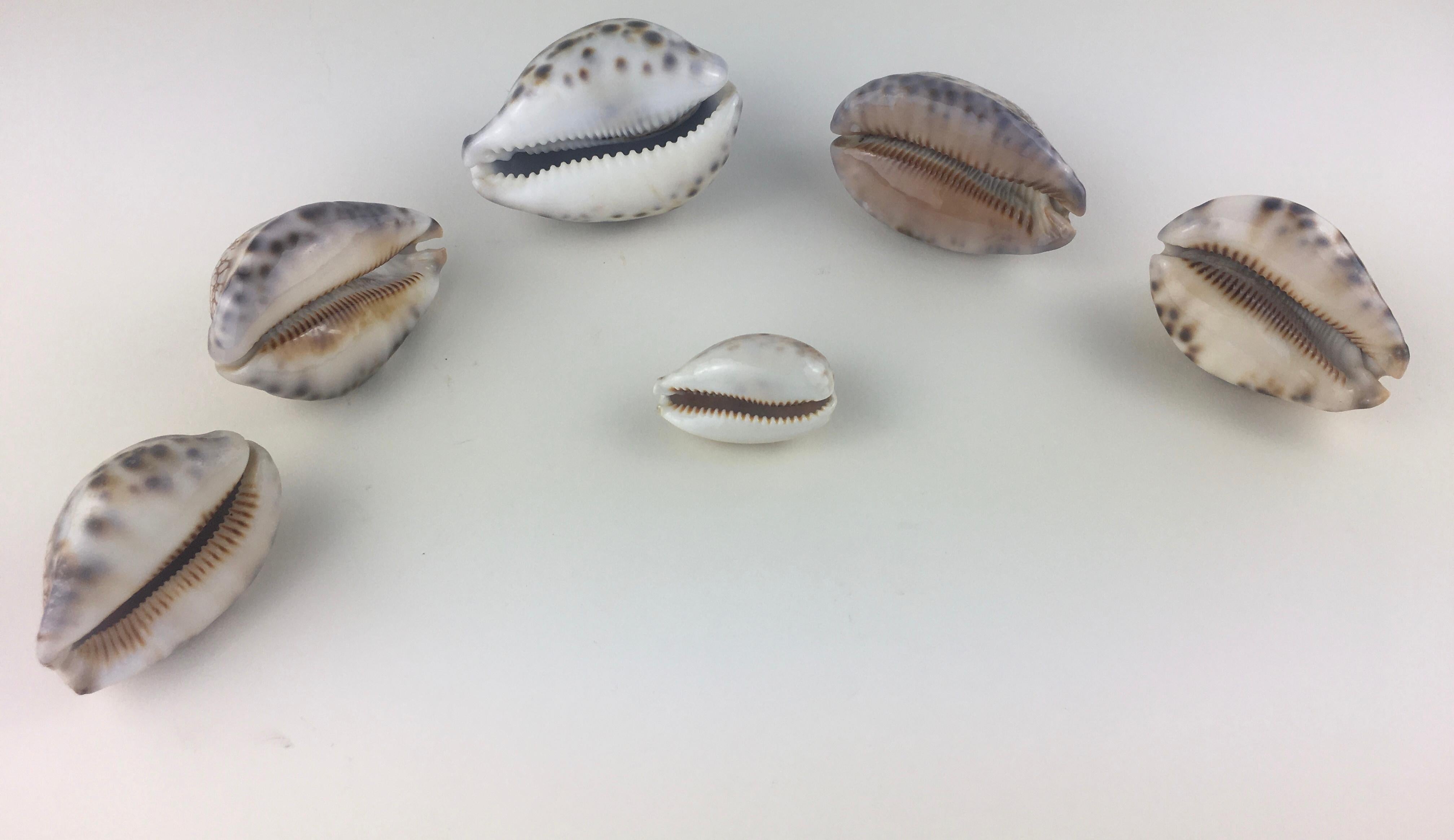 A stunning collection of six natural sea specimens including Trivia Europaea, Cypraea Tigris, and Cyprae Lynx. 

These shells are very rare, vivid beauties, stunning shells with incredible color, a smooth glossy dorsum, a whitish base and all with a