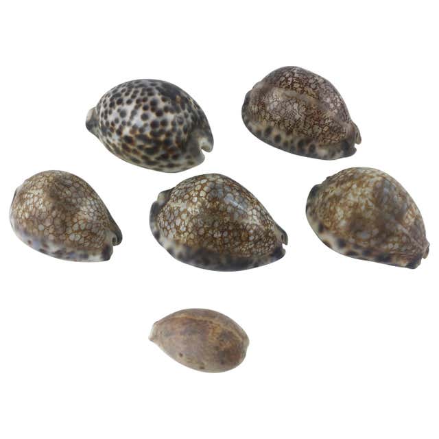Stunning Collection of Six Natural Sea Shells or Specimens at 1stDibs