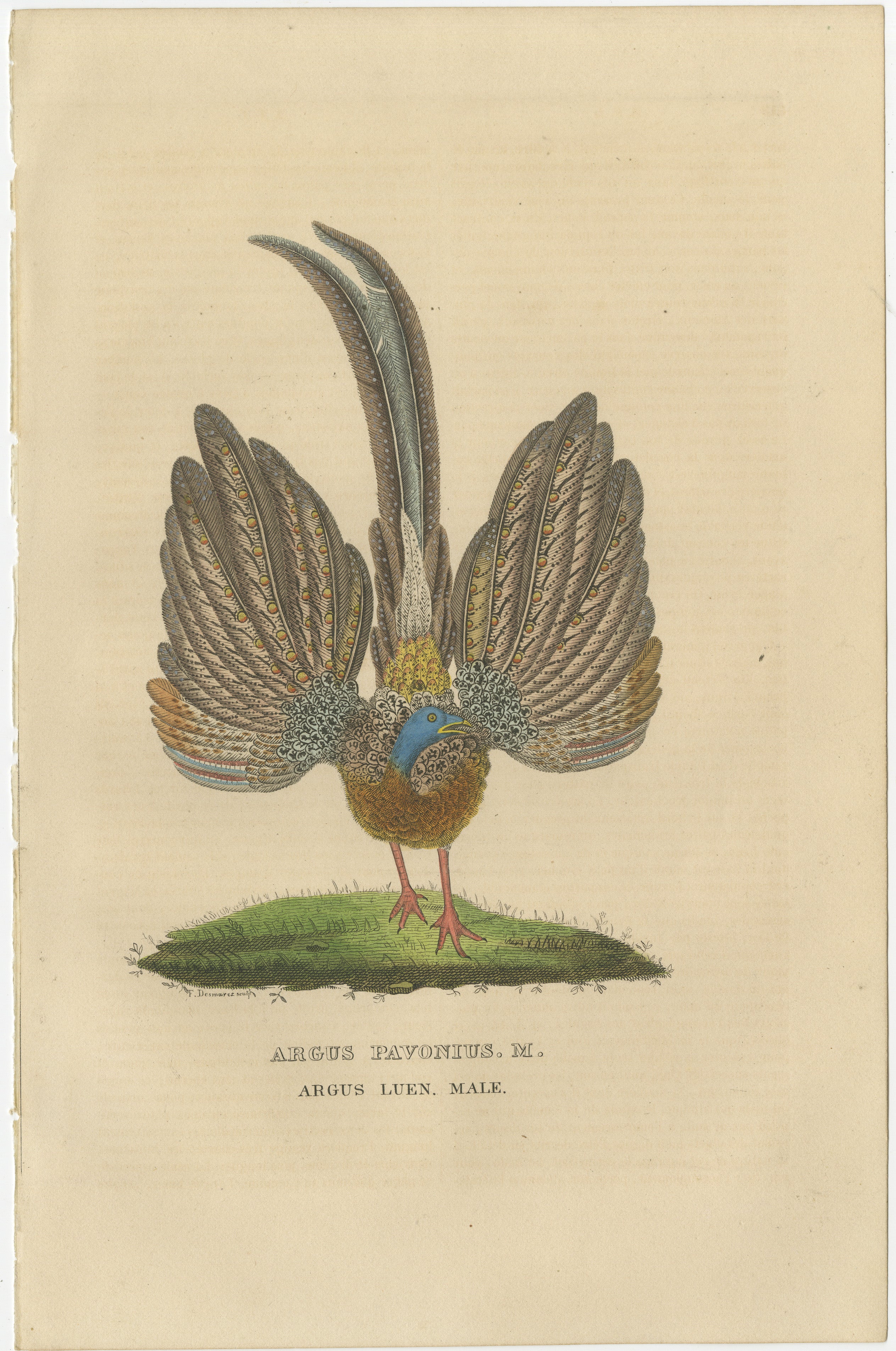 Antique Print-ARGUS-PHEASANT-Buffon-1839

Engraving with original hand colouring, heightened with arabic gum on wove (vellin) paper.

More info on the book in which it was published:

The 'Dictionnaire Classique des Sciences Naturelles' by Pierre