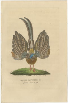 Stunning Decorative Old Hand-Colored Bird Print of a Pheasant