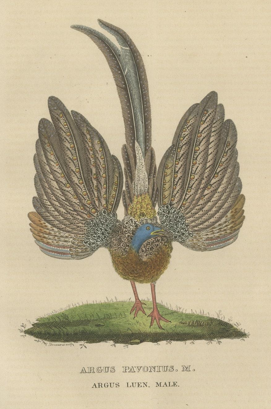 Stunning Decorative Old Hand-Colored Bird Print of a Pheasant In Good Condition For Sale In Langweer, NL