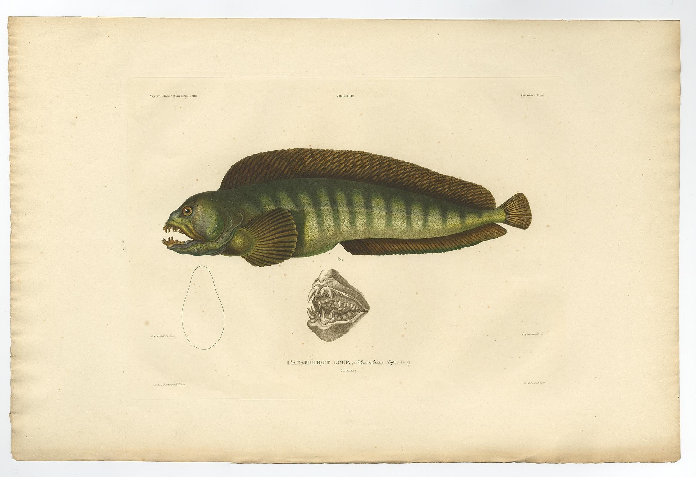Antique print, titled: 'Poissons Plate 4 - L'Anarrhique Loup (Anarrhicus lupus).' - 

This rare plate shows the Atlantic wolffish (Anarhichas lupus), also known as the seawolf, Atlantic catfish, ocean catfish, cat wolf fish, devil fish, wolf eel