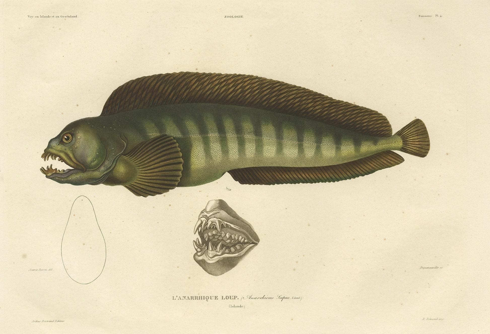 Stunning Hand-Colored Antique Print of the Atlantic Wolffish or Devil Fish, 1842 In Good Condition For Sale In Langweer, NL