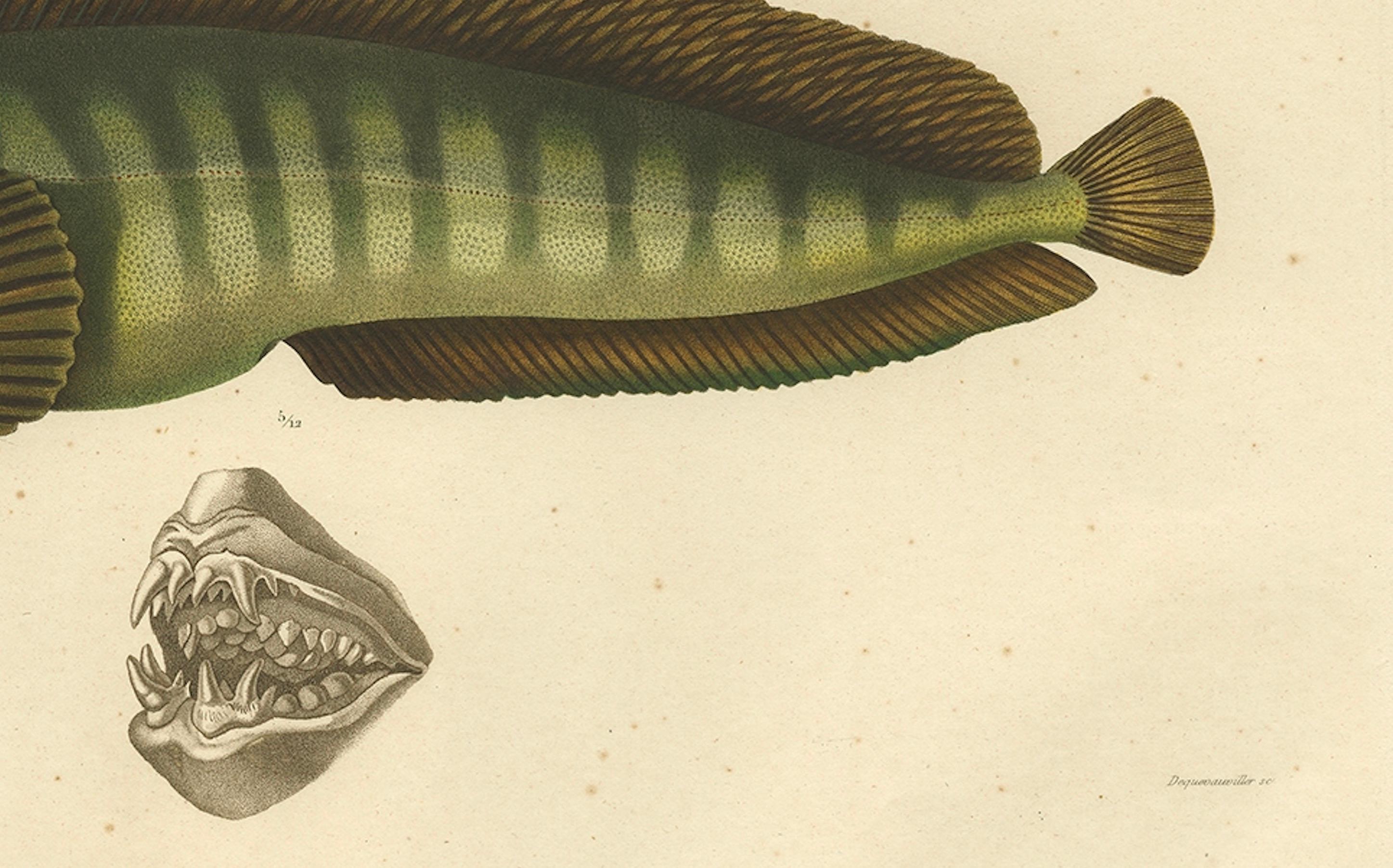 Atemberaubender handkolorierter antiker Druck des Atlantikwalfischs oder Teufelfischs, 1842 im Angebot 1