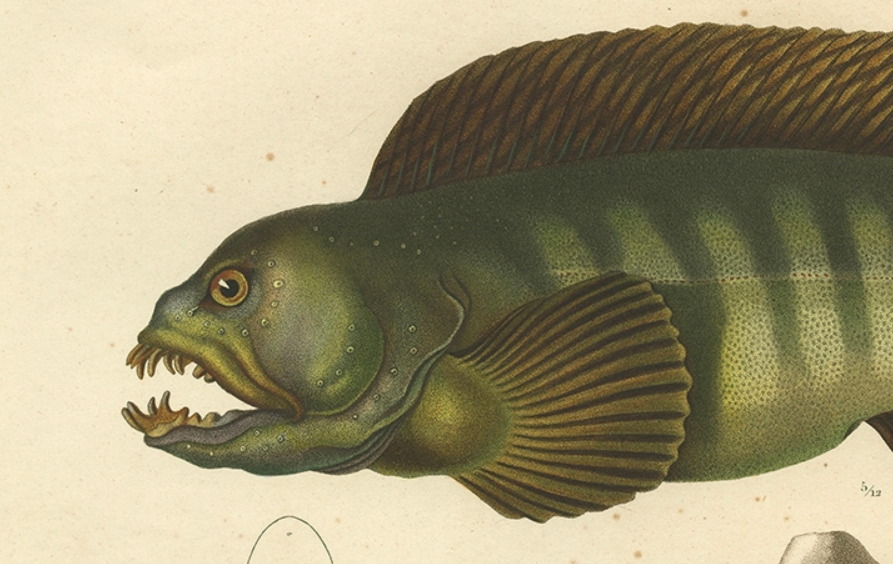 Atemberaubender handkolorierter antiker Druck des Atlantikwalfischs oder Teufelfischs, 1842 im Angebot 2