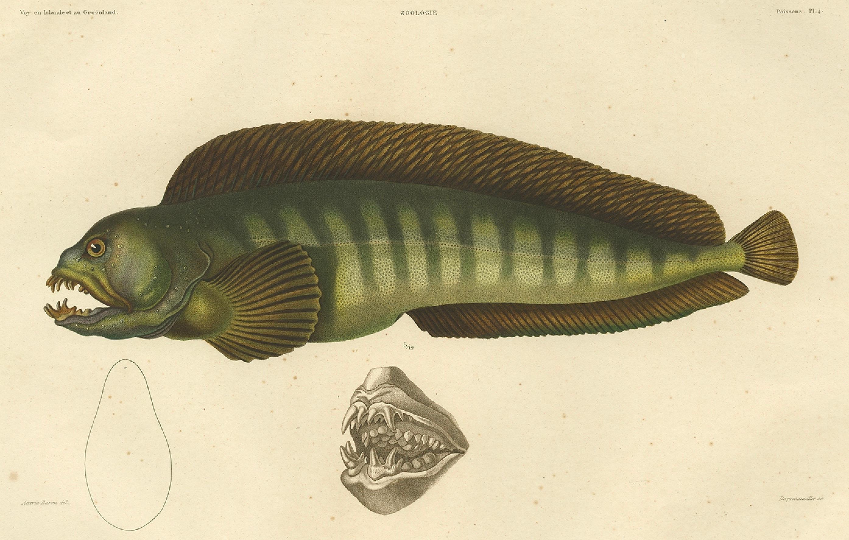 Atemberaubender handkolorierter antiker Druck des Atlantikwalfischs oder Teufelfischs, 1842 im Angebot 3