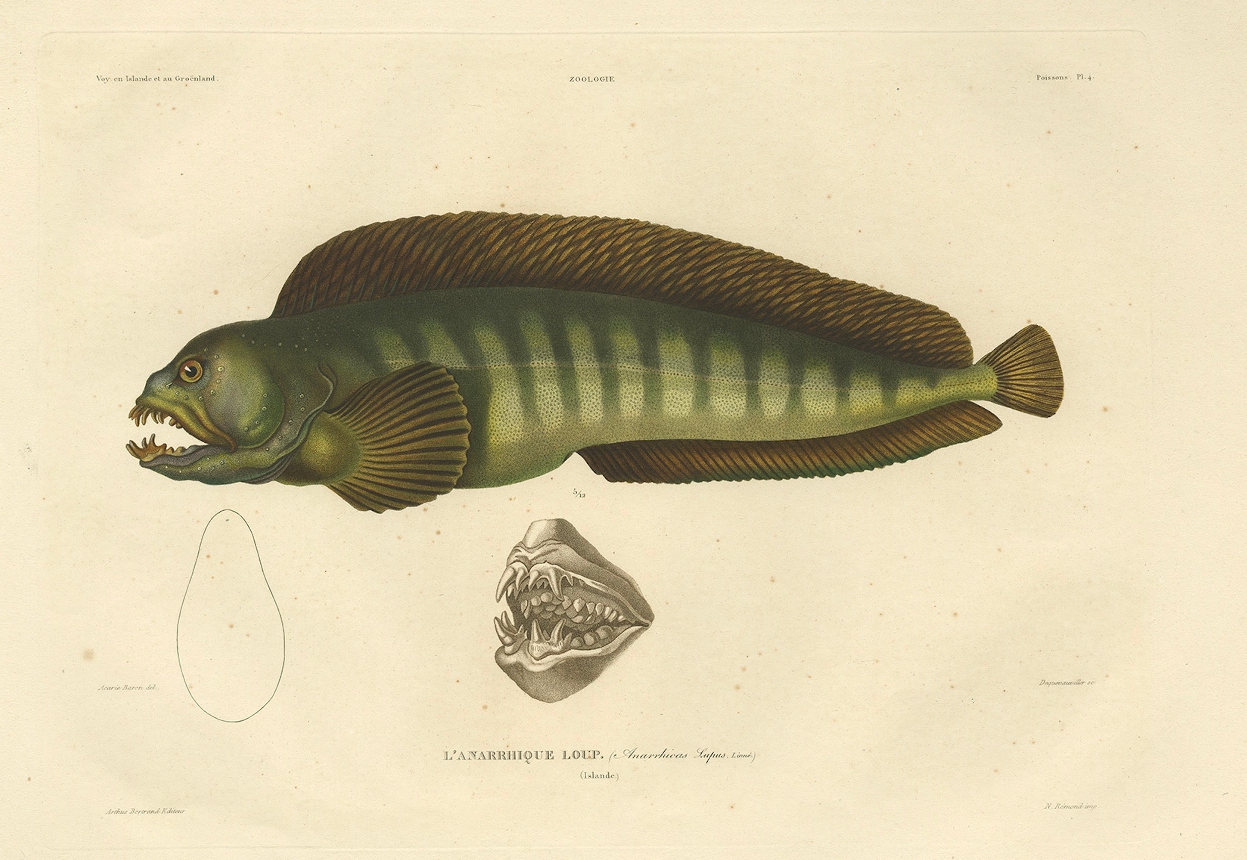 Atemberaubender handkolorierter antiker Druck des Atlantikwalfischs oder Teufelfischs, 1842