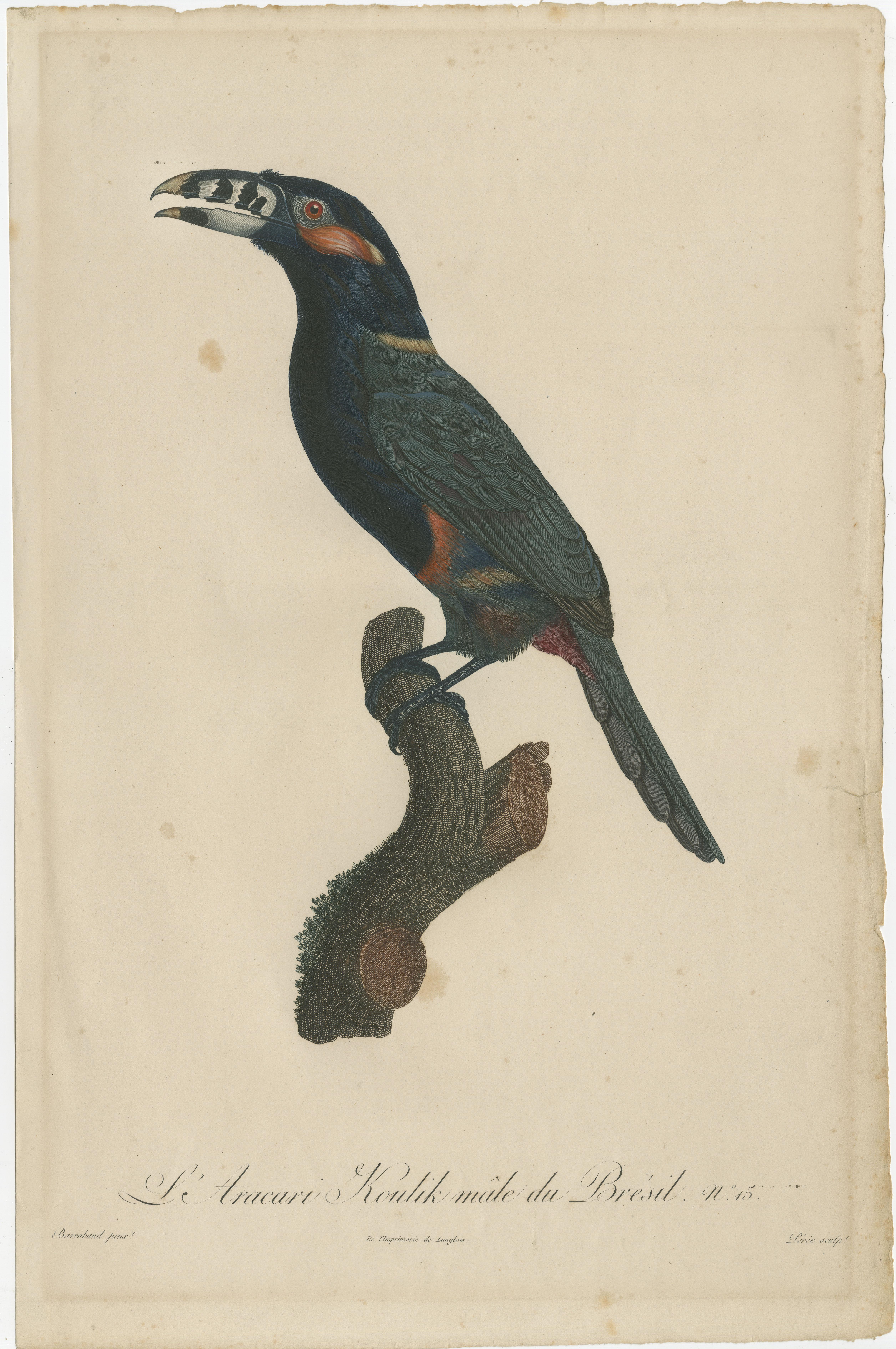 Superbes estampes anciennes colorées à la main d'un toucan, 1806, rare ! Bon état - En vente à Langweer, NL
