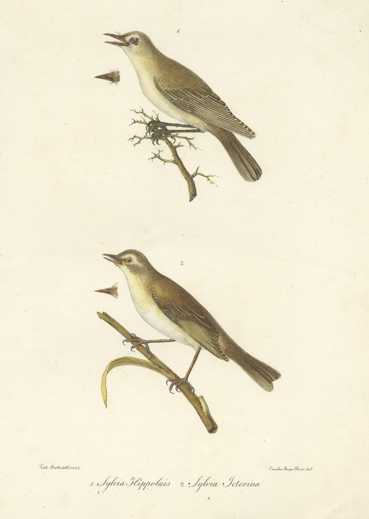Stunning Handcolored Old Bird Print of the Willow Wren & Icterine Warbler, 1832 In Good Condition For Sale In Langweer, NL
