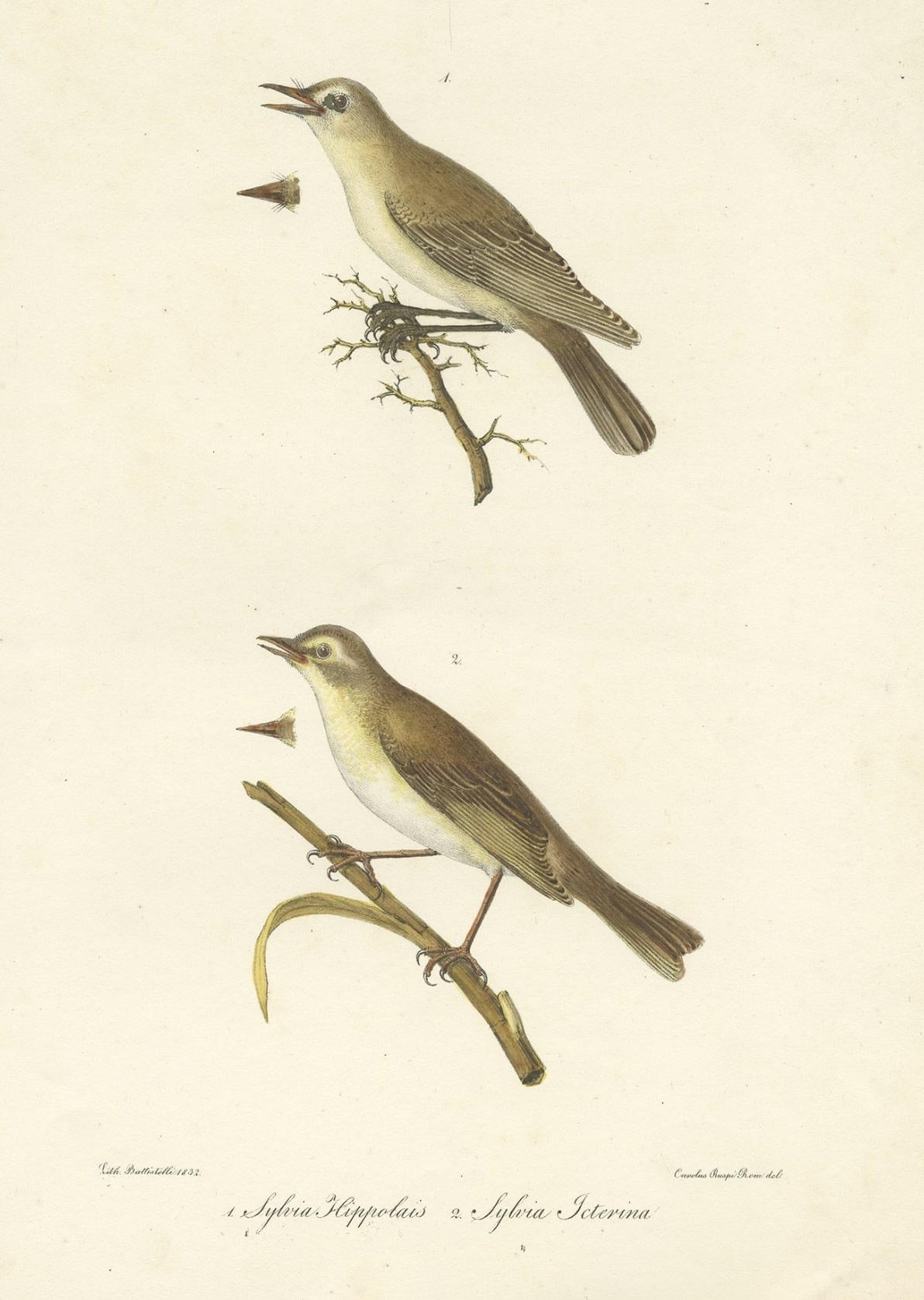 Stunning Handcolored Old Bird Print of the Willow Wren & Icterine Warbler, 1832 In Good Condition For Sale In Langweer, NL