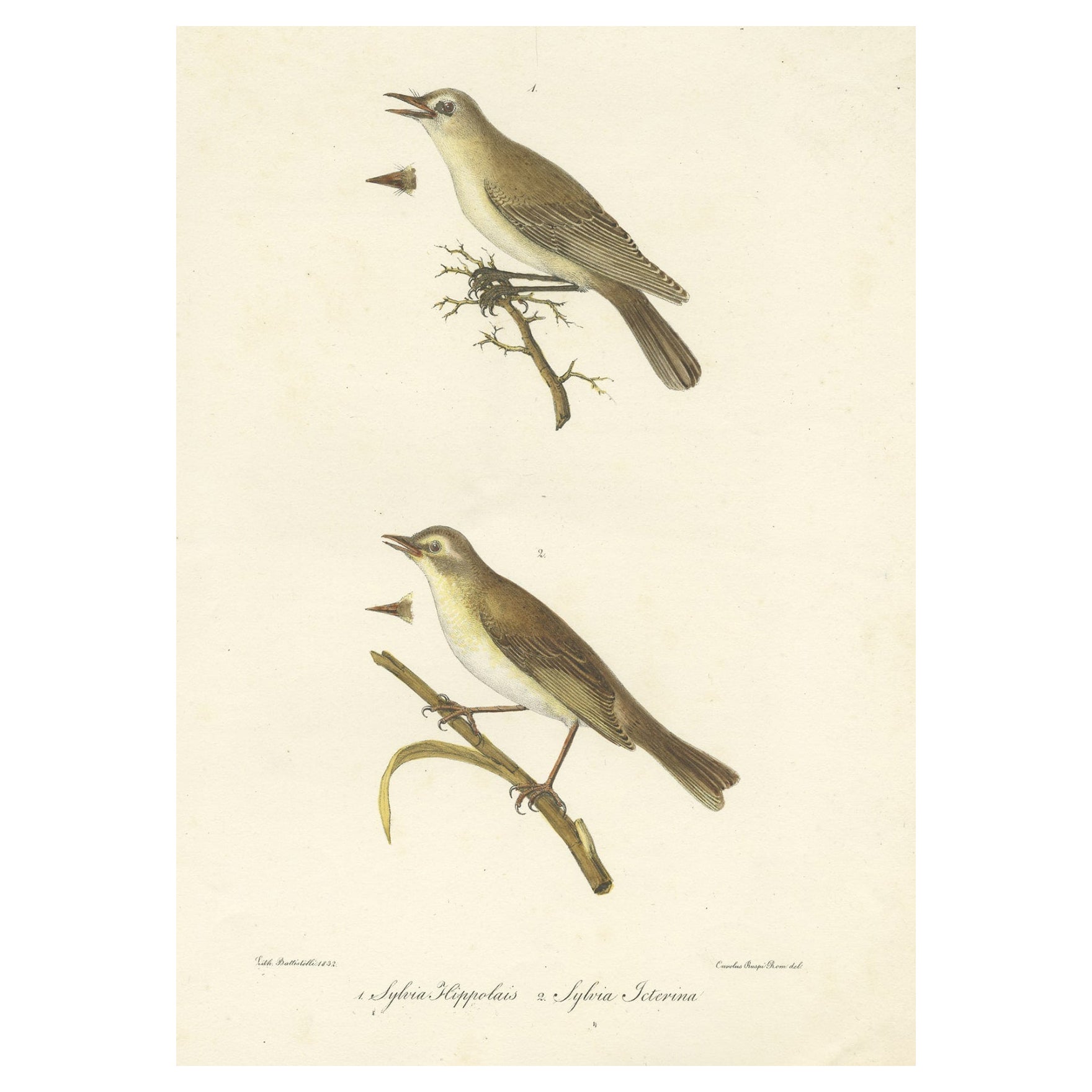 Splendida stampa antica di uccelli colorati a mano dello Scricciolo e dell'Usignolo, 1832