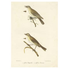 Splendida stampa antica di uccelli colorati a mano dello Scricciolo e dell'Usignolo, 1832