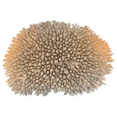 Stunning Large Antique Brush Coral Specimen Mounted on a Black Museum Stand
